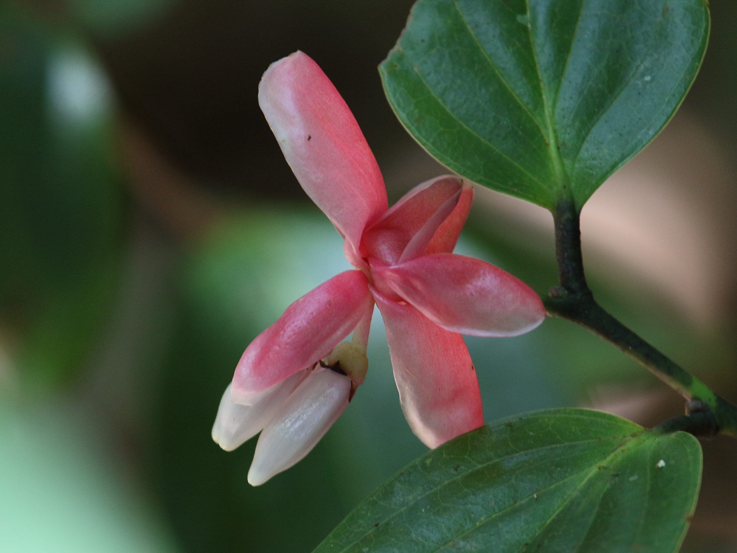 Afficher le média cavendishia_bracteata3bd cavendishia_bracteata3bd