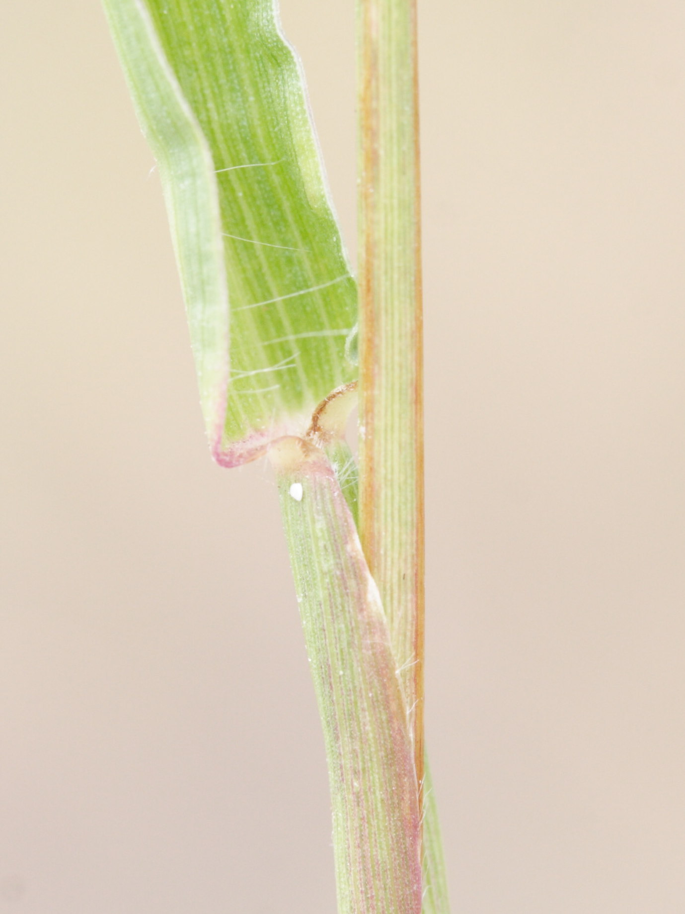 cenchrus_echinatus3md