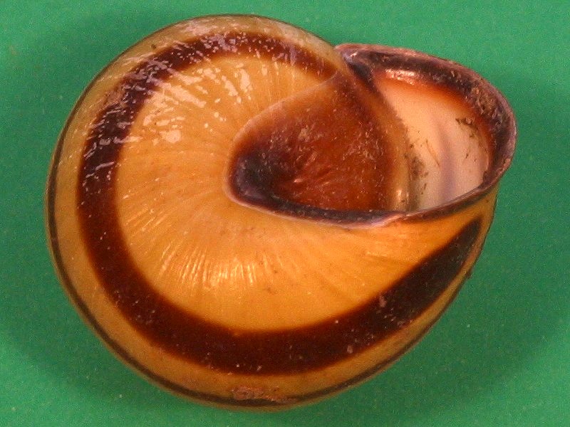 cepaea_nemoralis3md