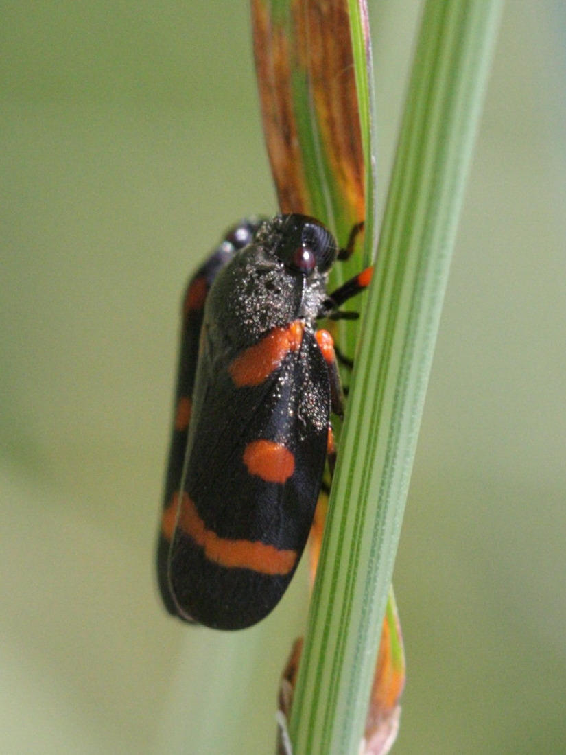 cercopis_intermedia2bd