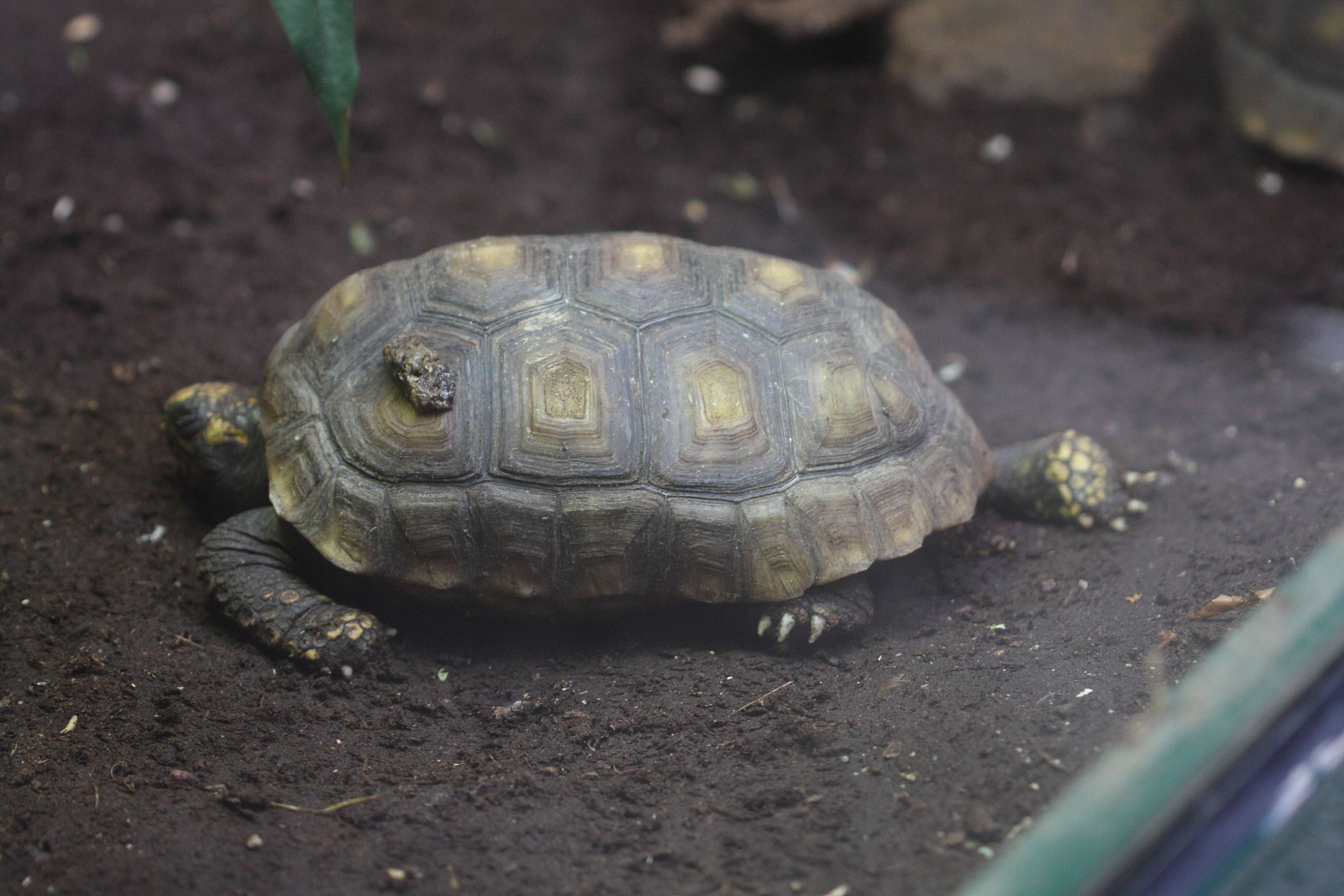 chelonoidis_denticulata1bd