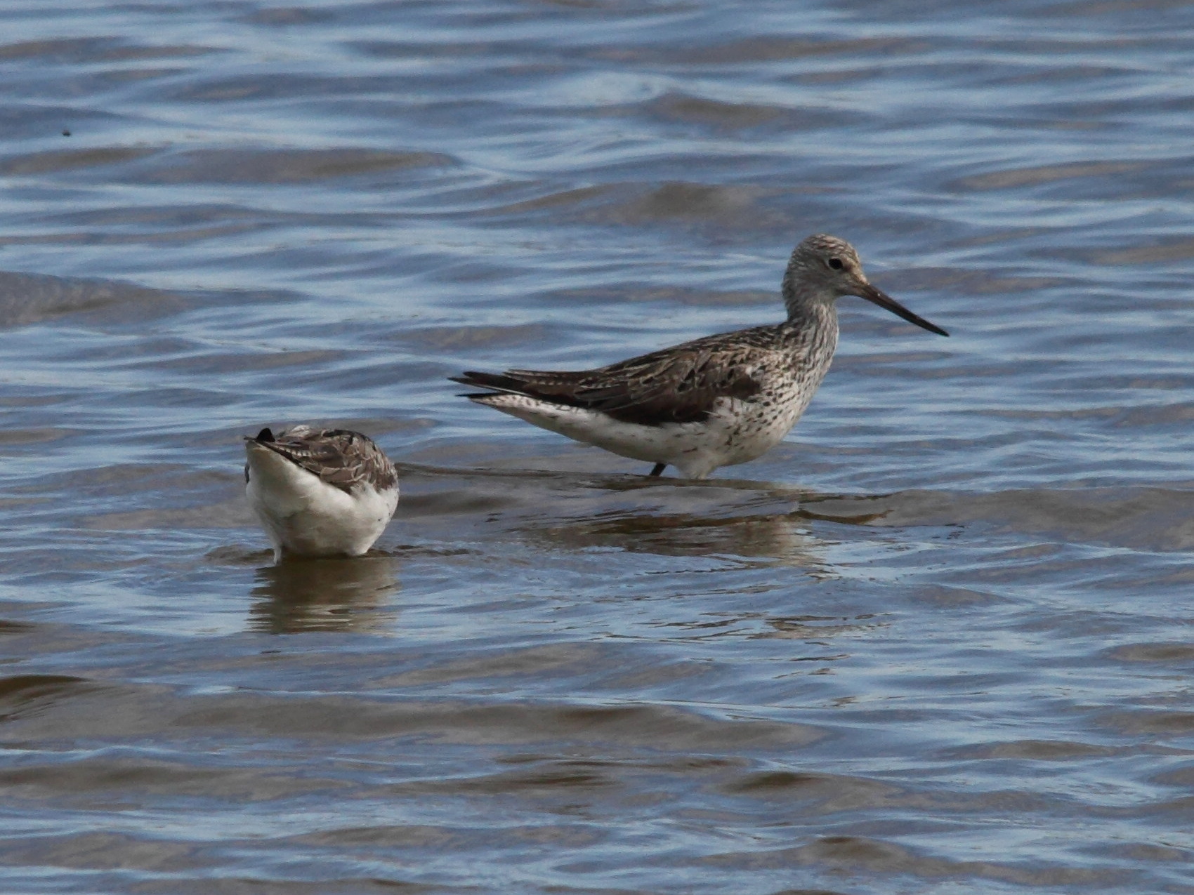 chevalier_aboyeur_-_tringa_nebularia6bd