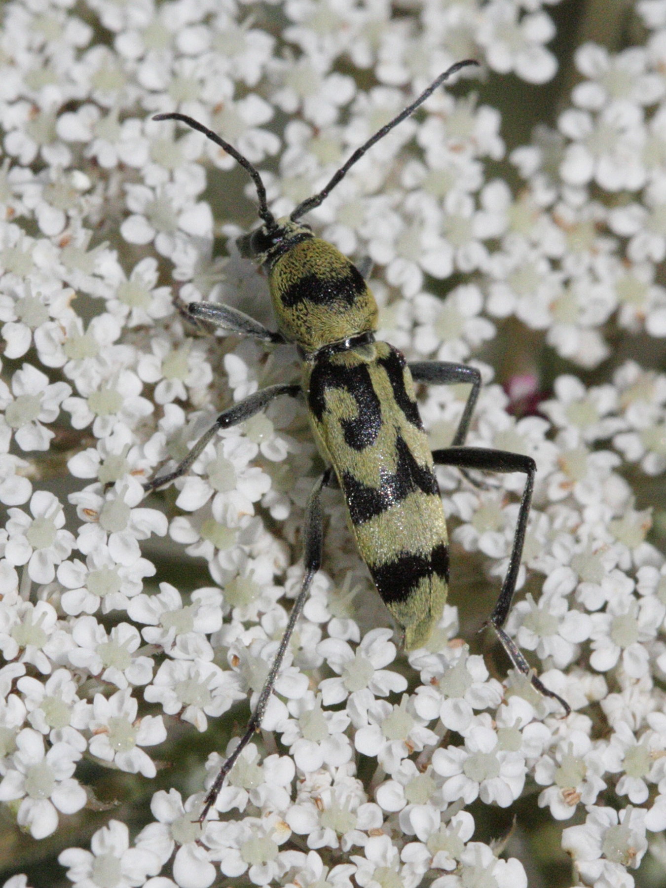 chlorophorus_varius1bd