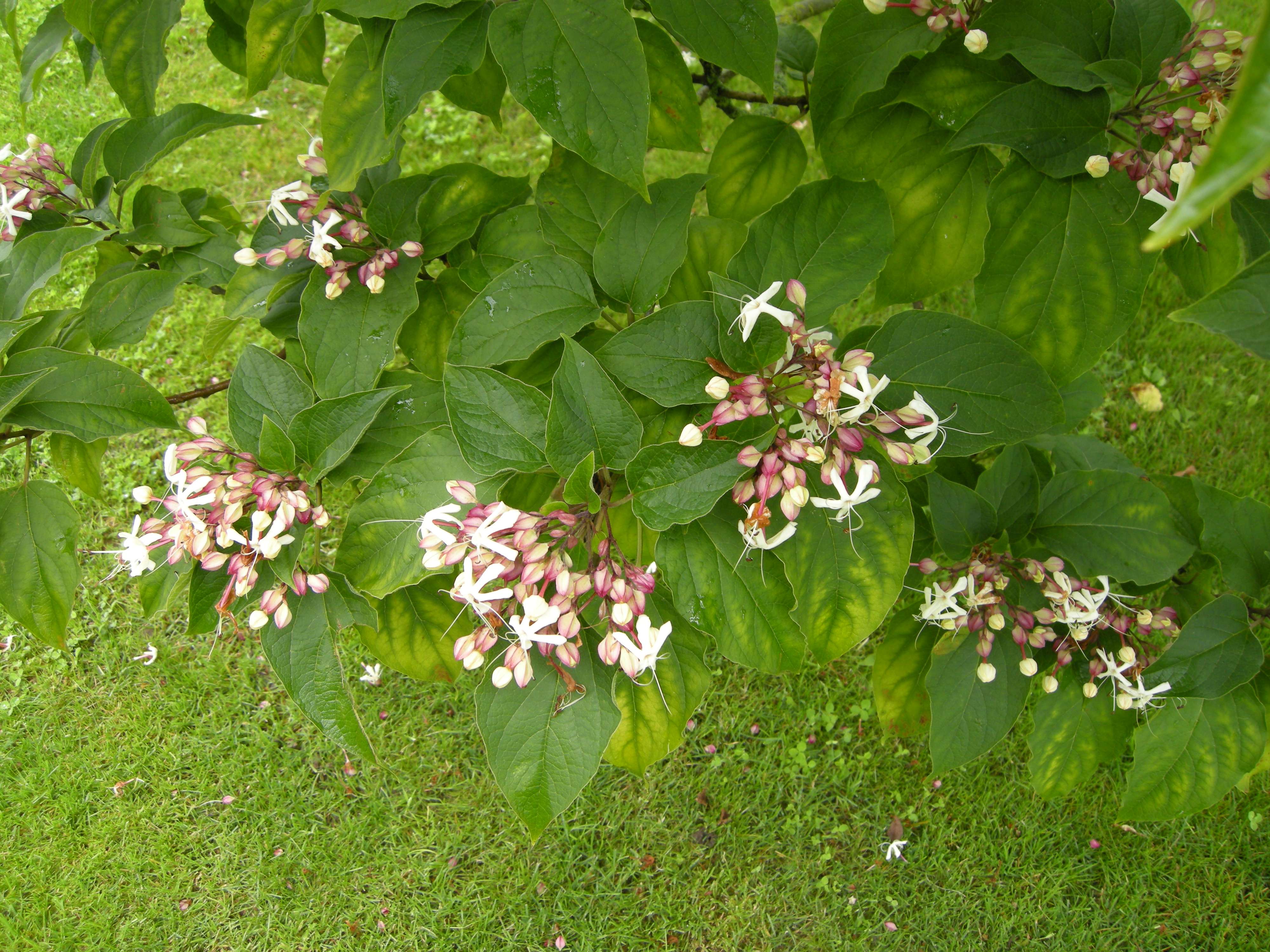clerodendrum_trichotomum2md