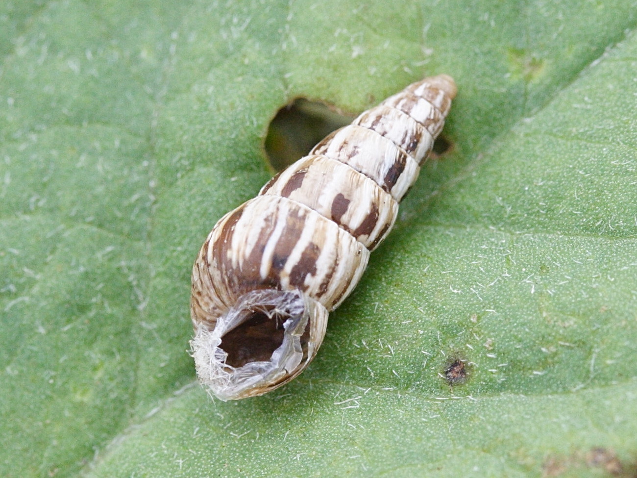 Afficher le média cochlicella_acuta4md cochlicella_acuta4md