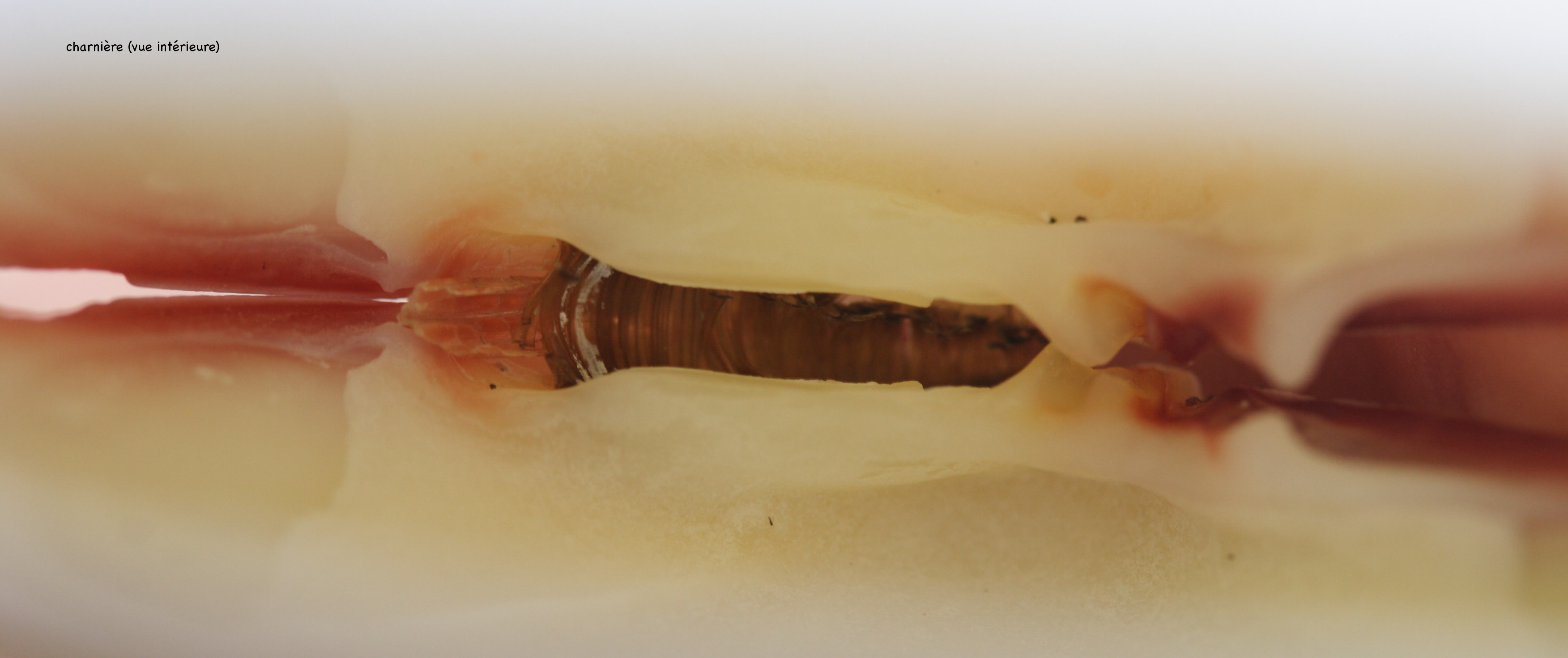 codakia_orbicularis3md