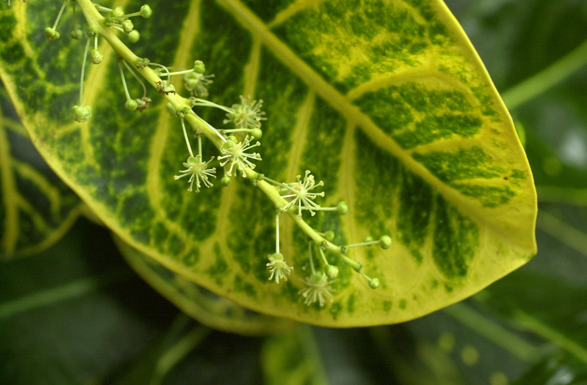 codiaeum_variegatum3md