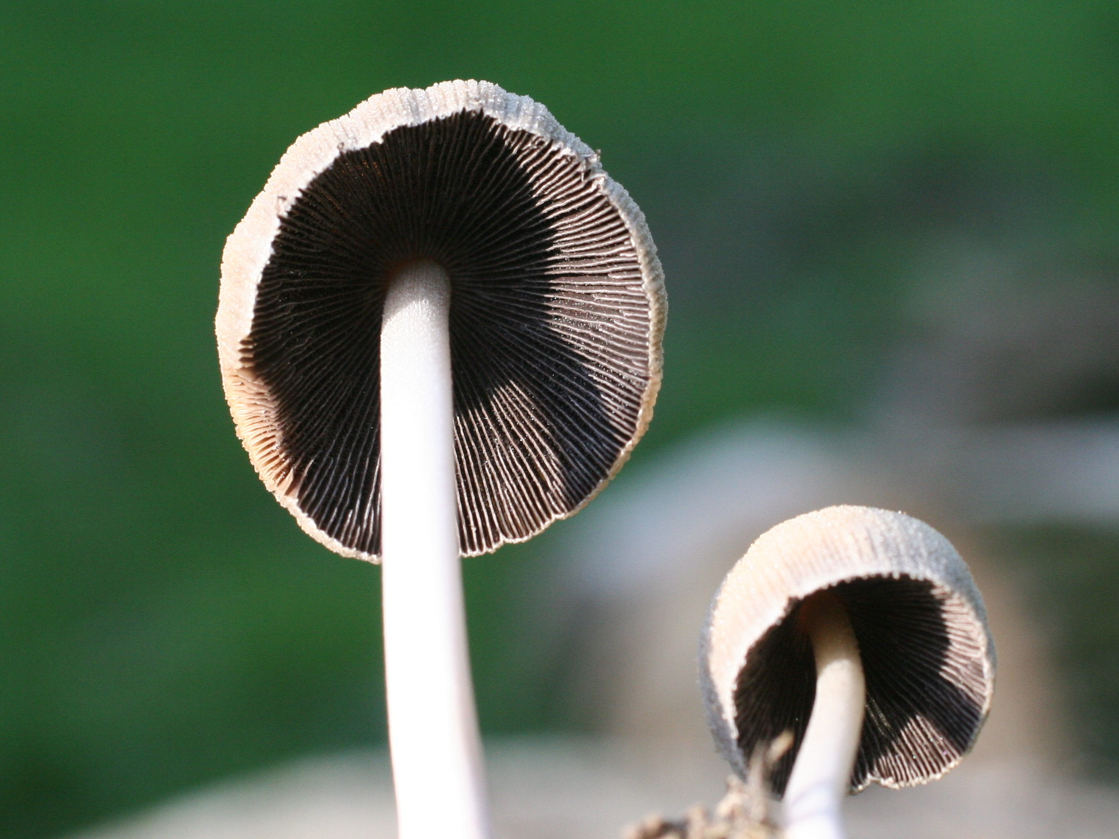 coprinellus_micaceus3md