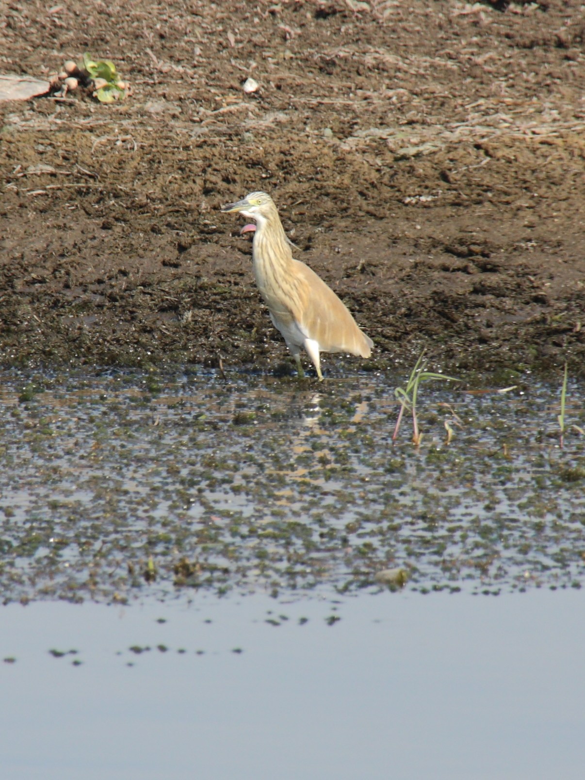 crabier_chevelu_-_ardeola_ralloides2sd