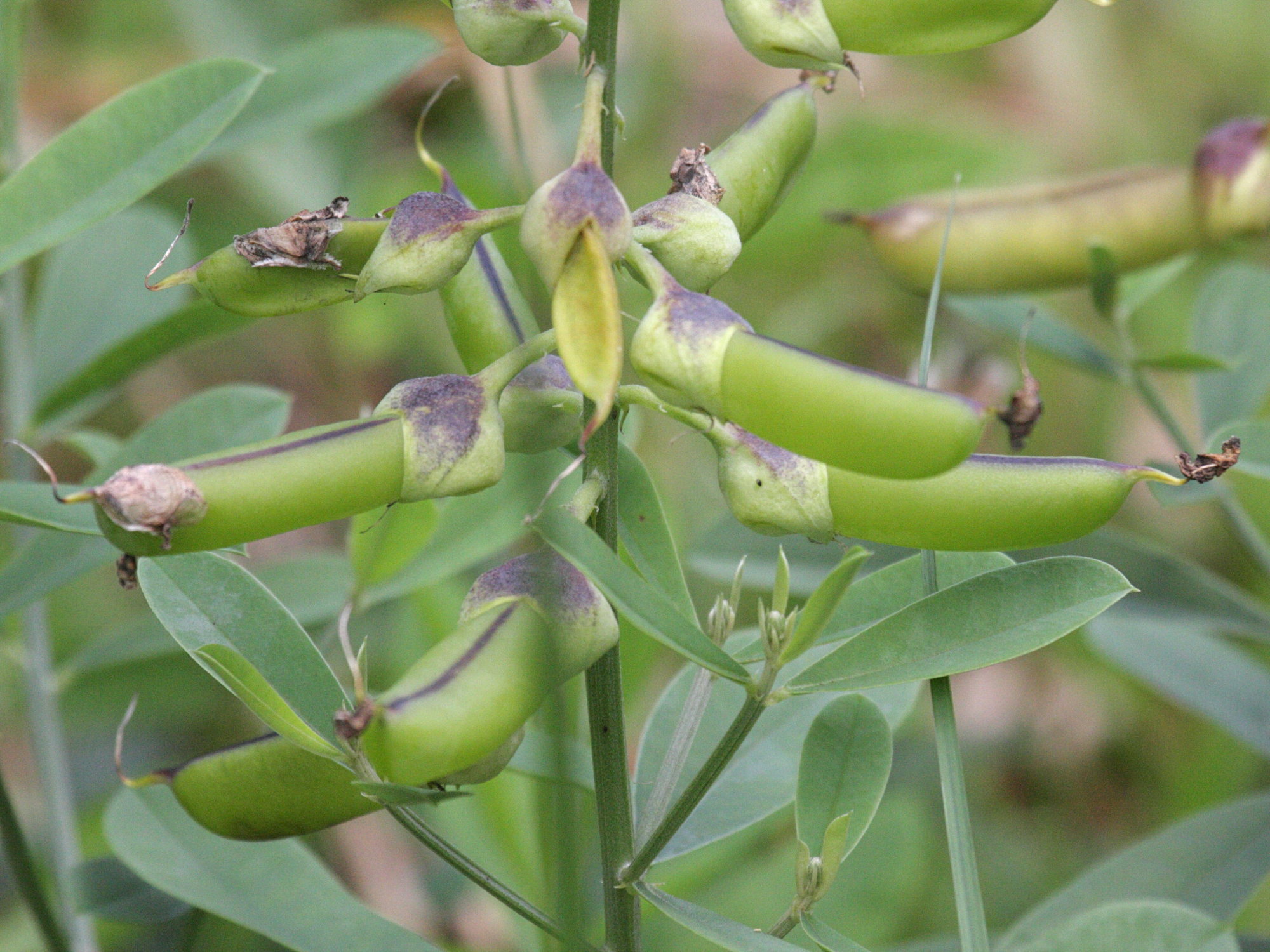 crotalaria_retusa3bd
