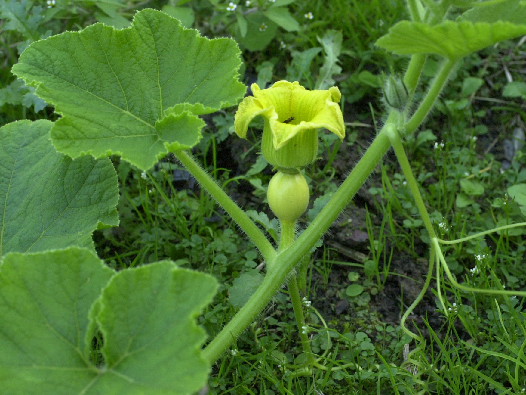 cucurbita_maxima2md