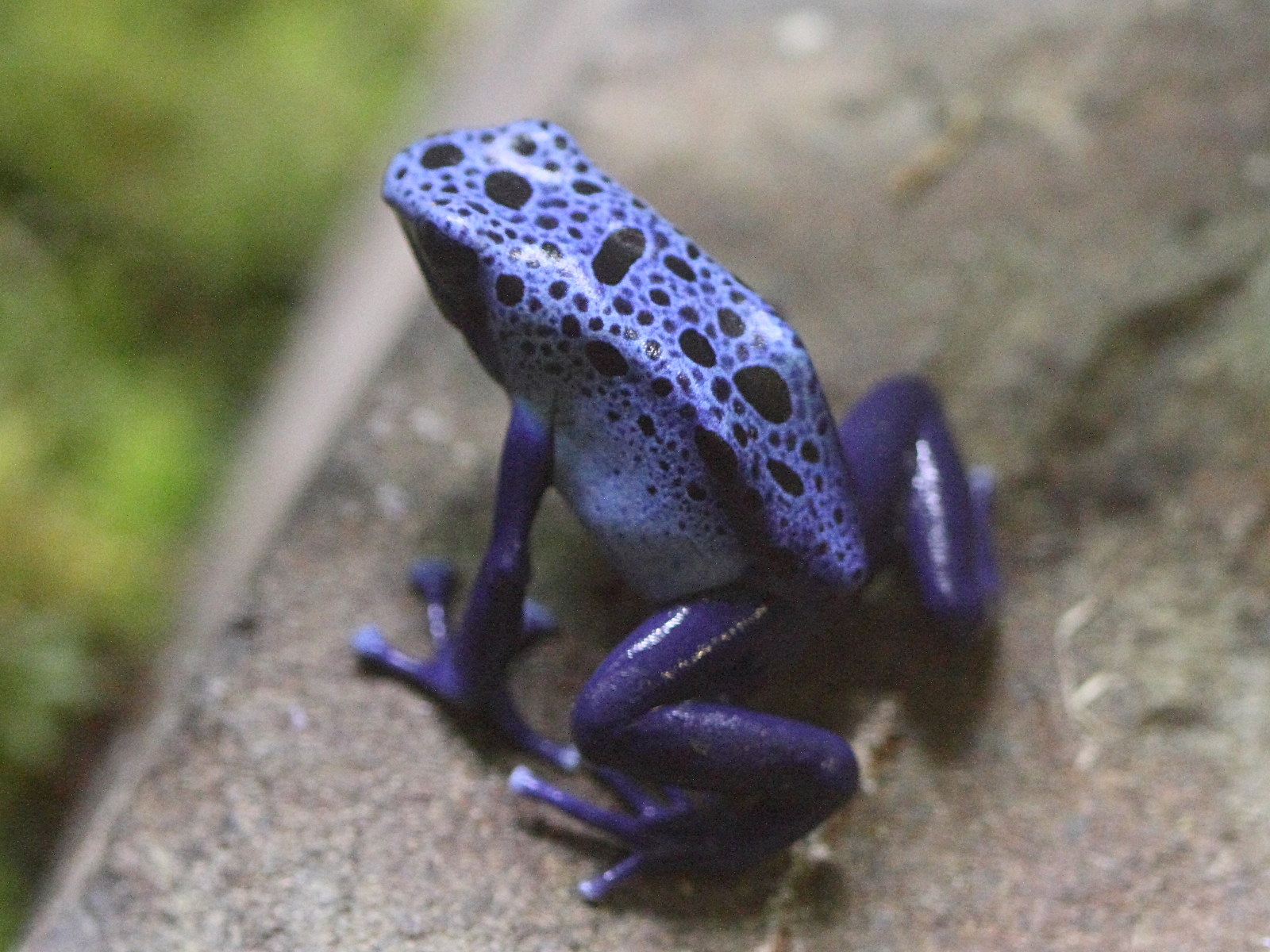 dendrobates_azureus3bd