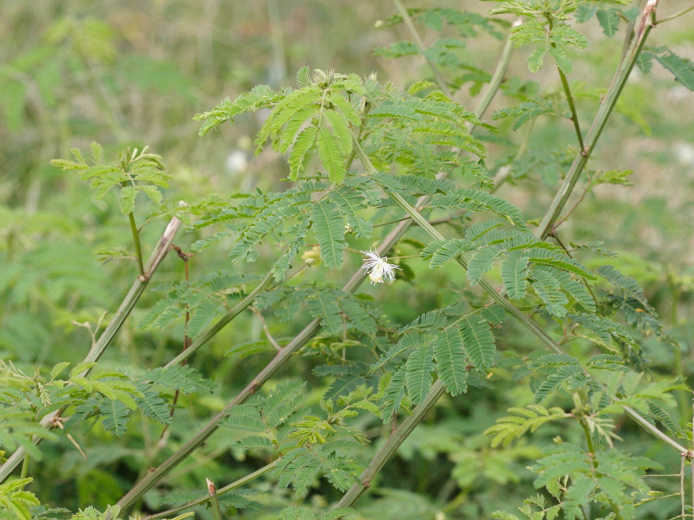 desmanthus_virgatus2md