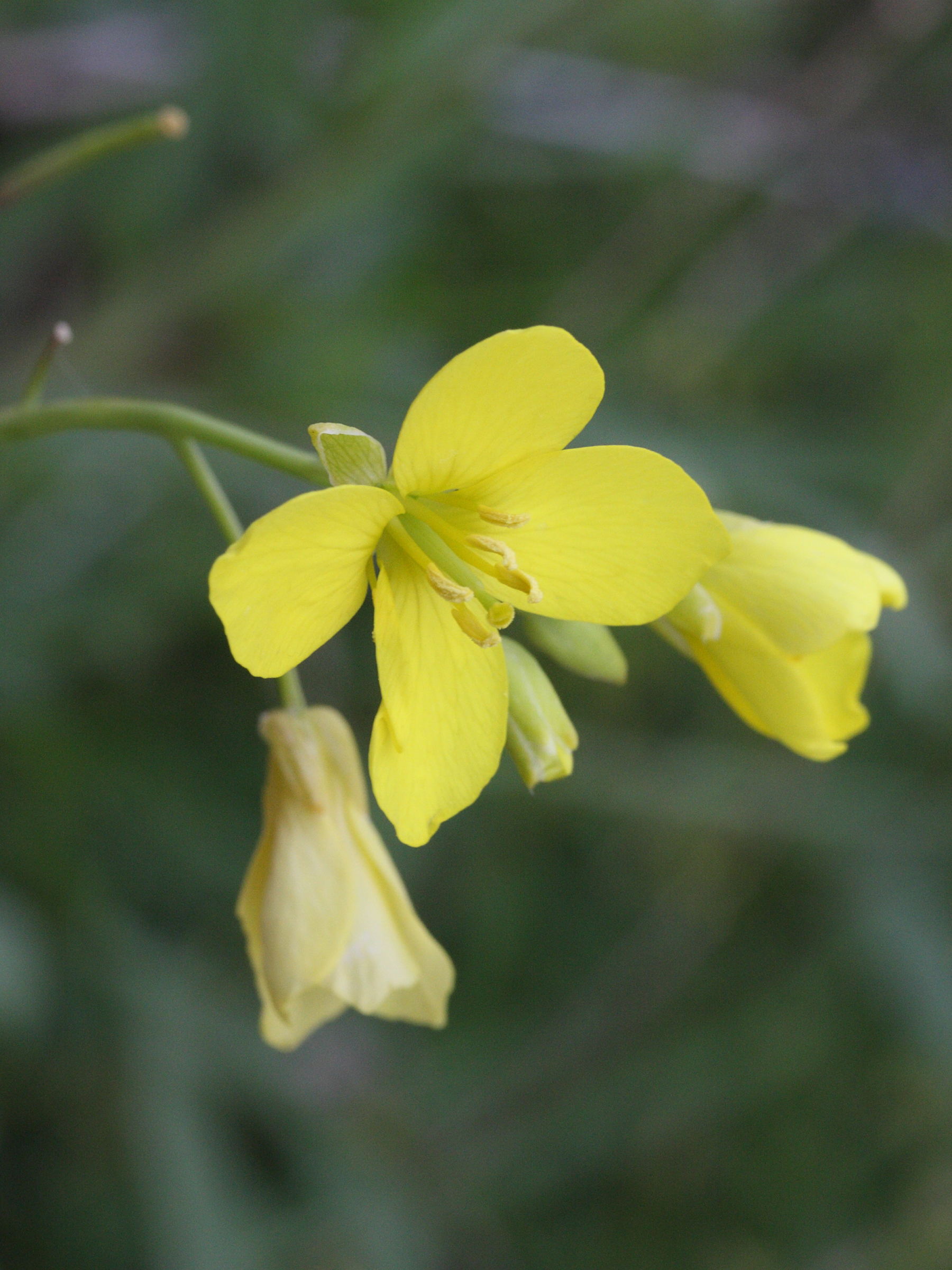 Afficher le média diplotaxis_muralis3md diplotaxis_muralis3md