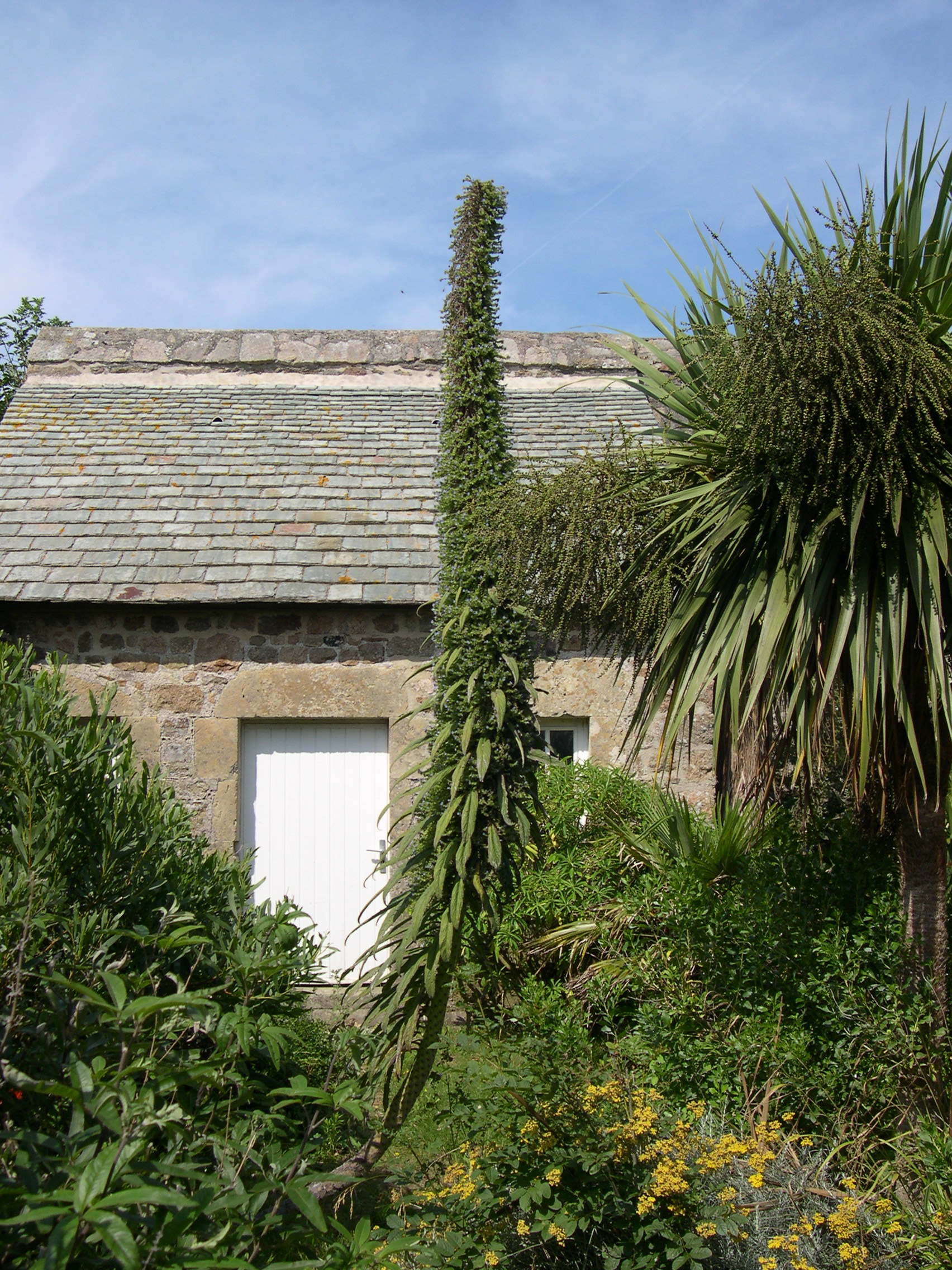 echium_pininana1amd