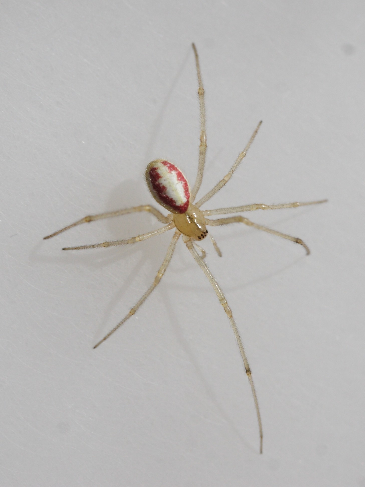 Afficher le média enoplognatha_ovata3md enoplognatha_ovata3md