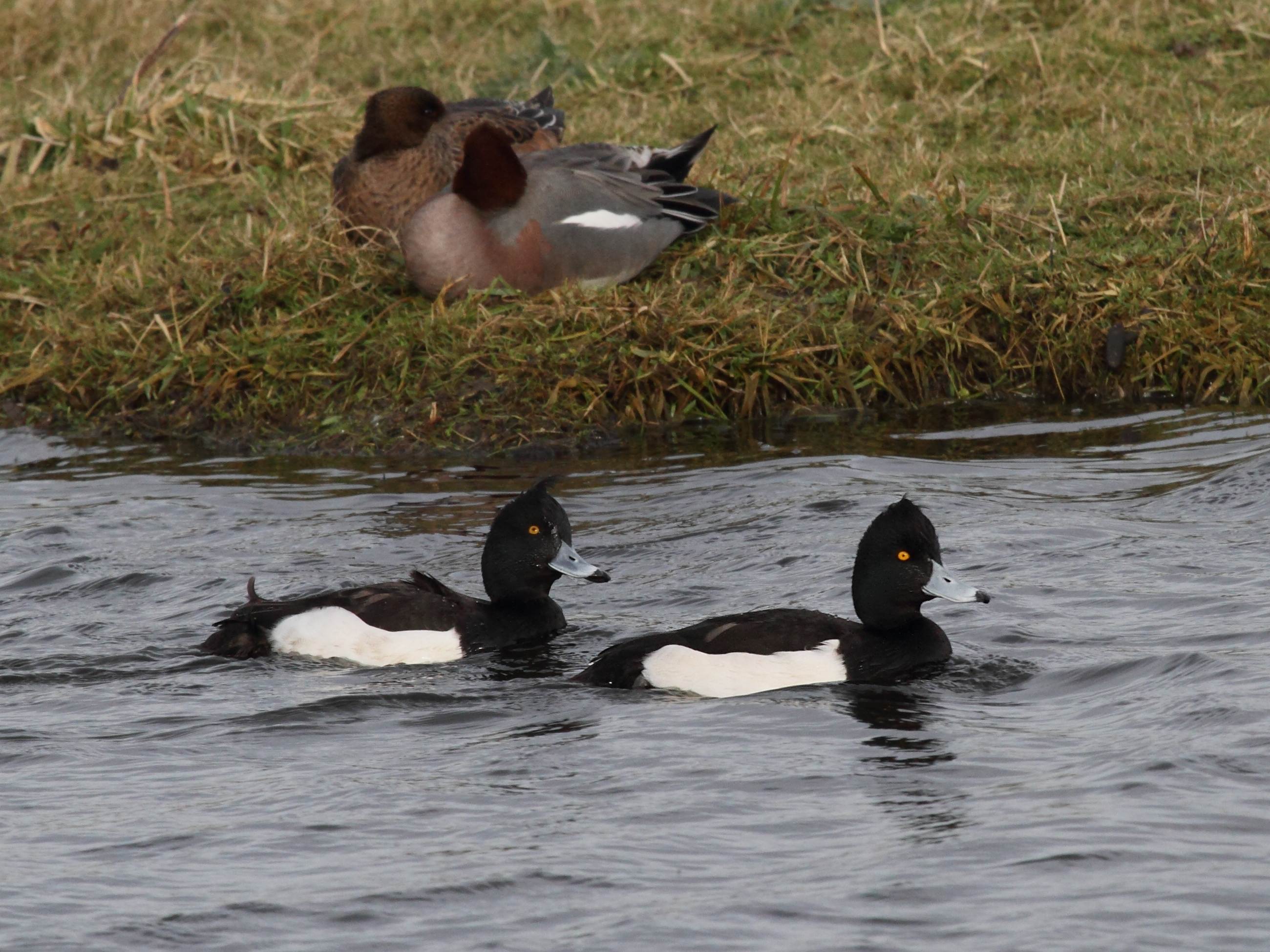 fuligule_morillon_-_aythya_fuligula1bd