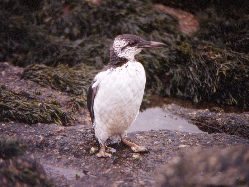 guillemot_de_troil_-_uria_aalge4md