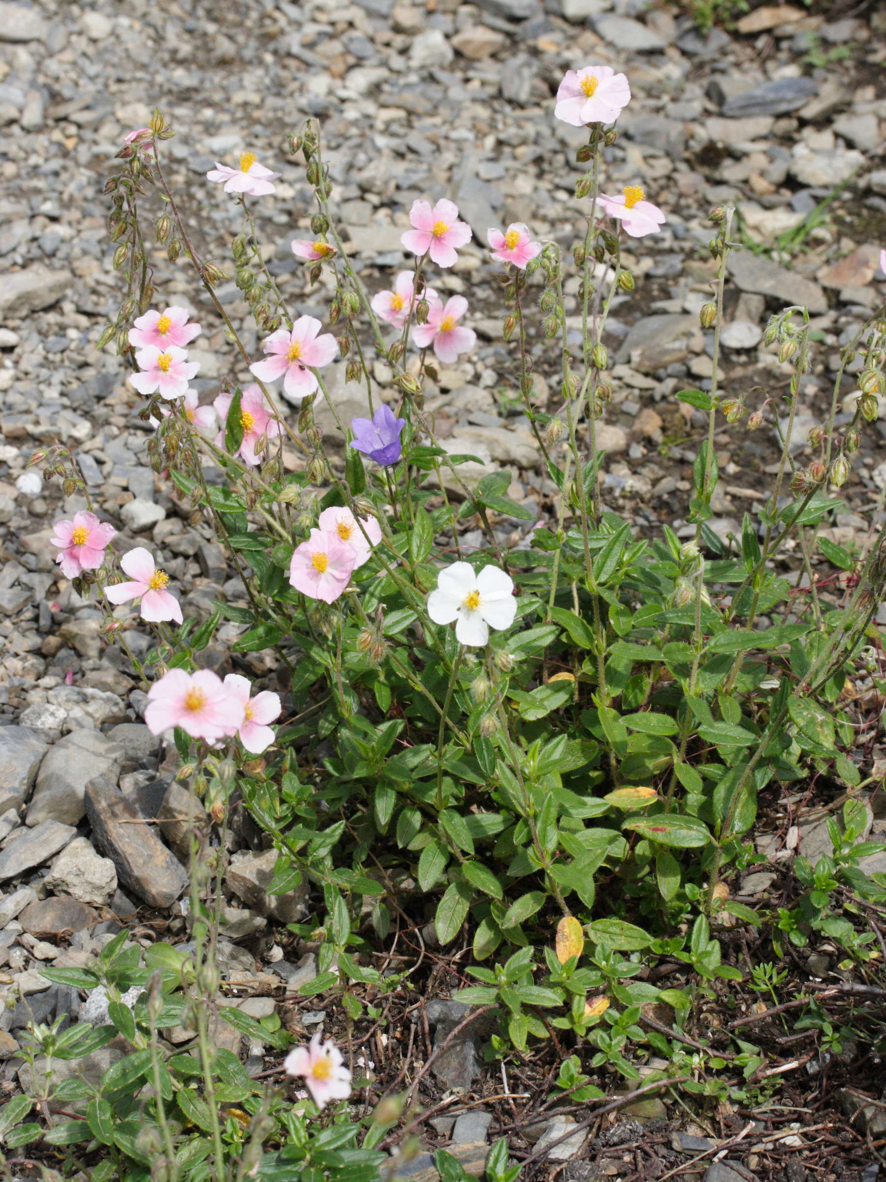 Afficher le média helianthemum_nummularium_roseum1md helianthemum_nummularium_roseum1md