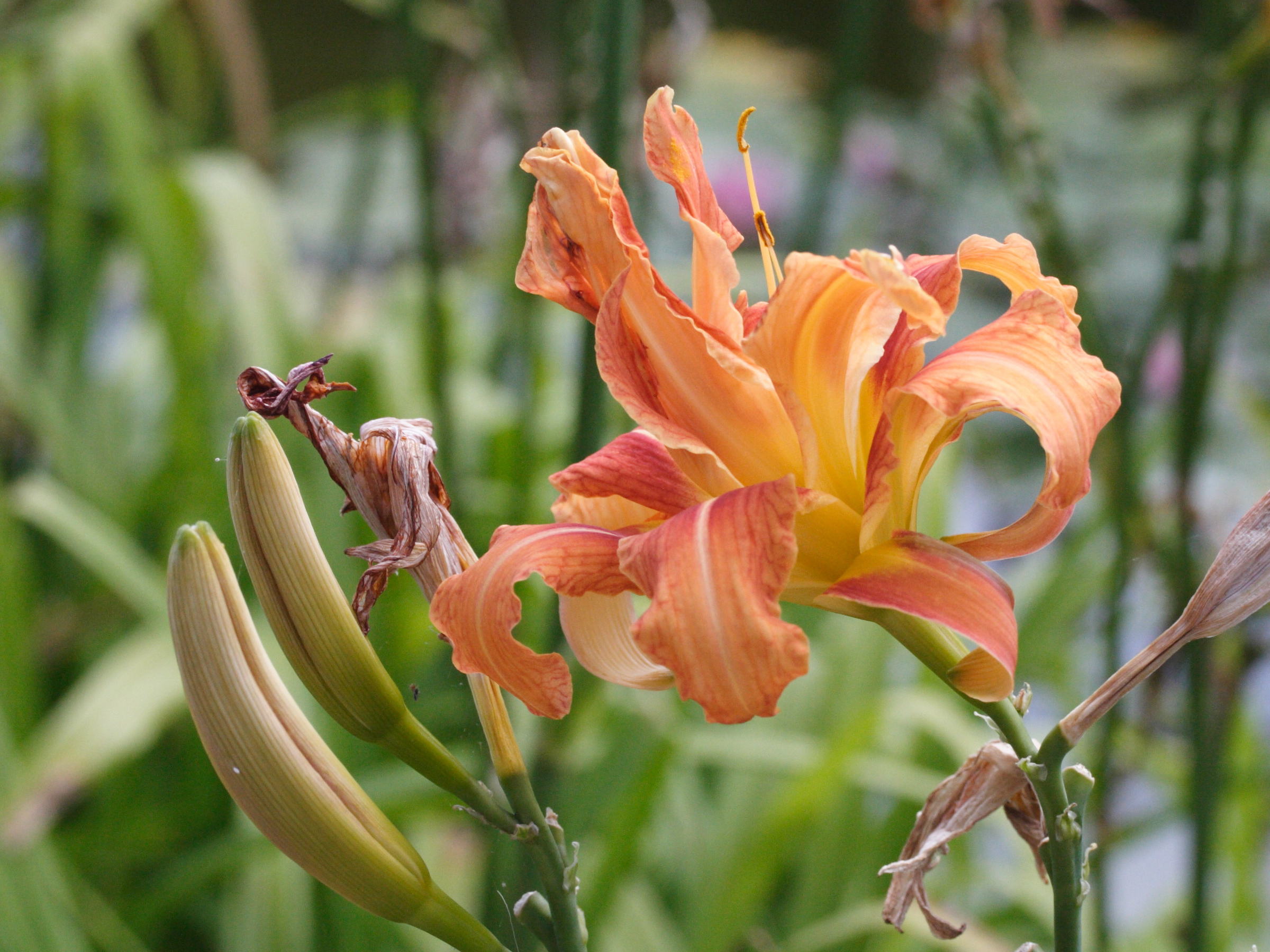 hemerocallis_fulva3md