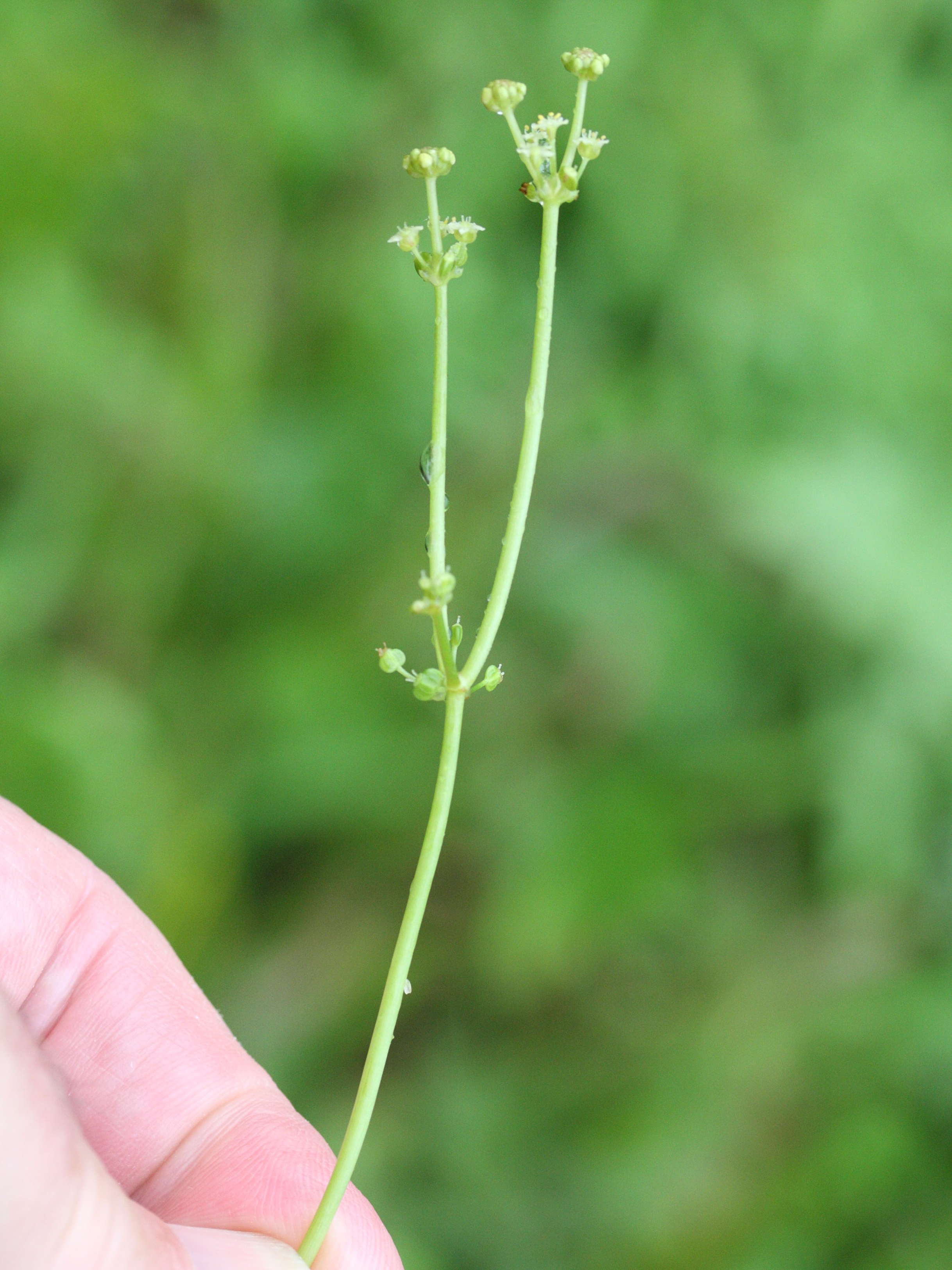 Afficher le média hydrocotyle_verticillata3md hydrocotyle_verticillata3md