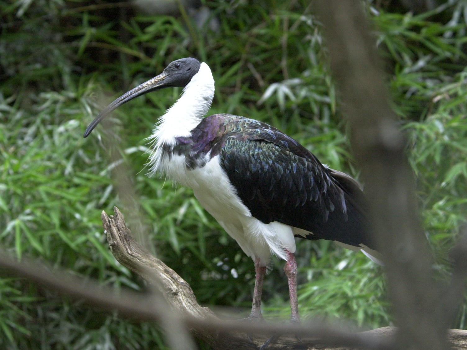 Afficher le média ibis_a_tete_noire_-_threskiornis_melanocephalus2md ibis_a_tete_noire_-_threskiornis_melanocephalus2md