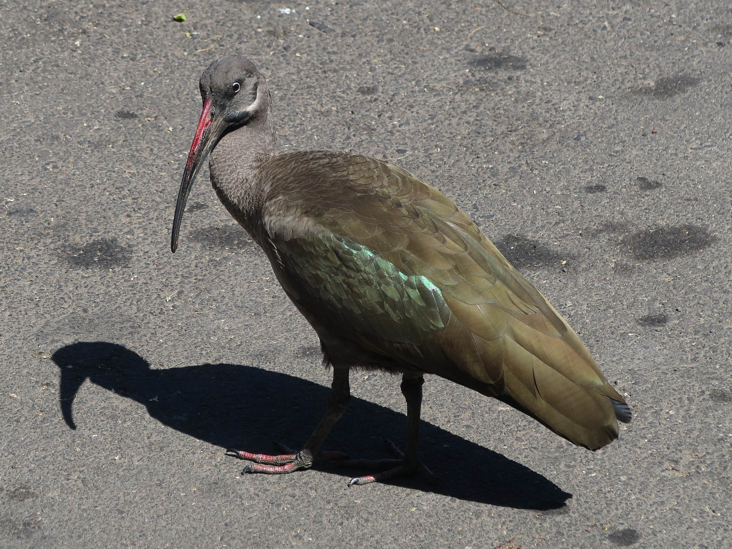 ibis_hagedash_-_bostrychia_hagedash3md