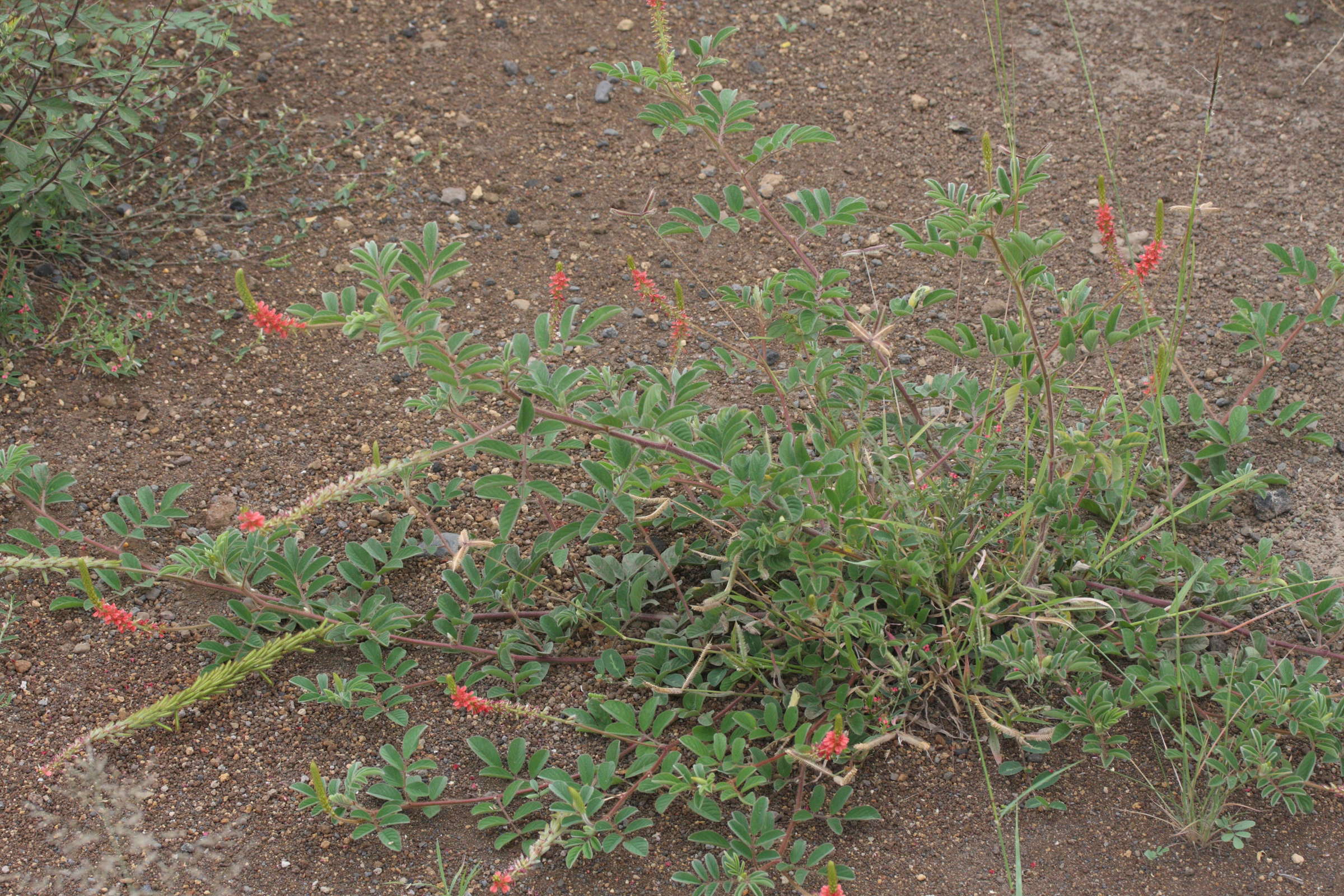 indigofera_hirsuta1md