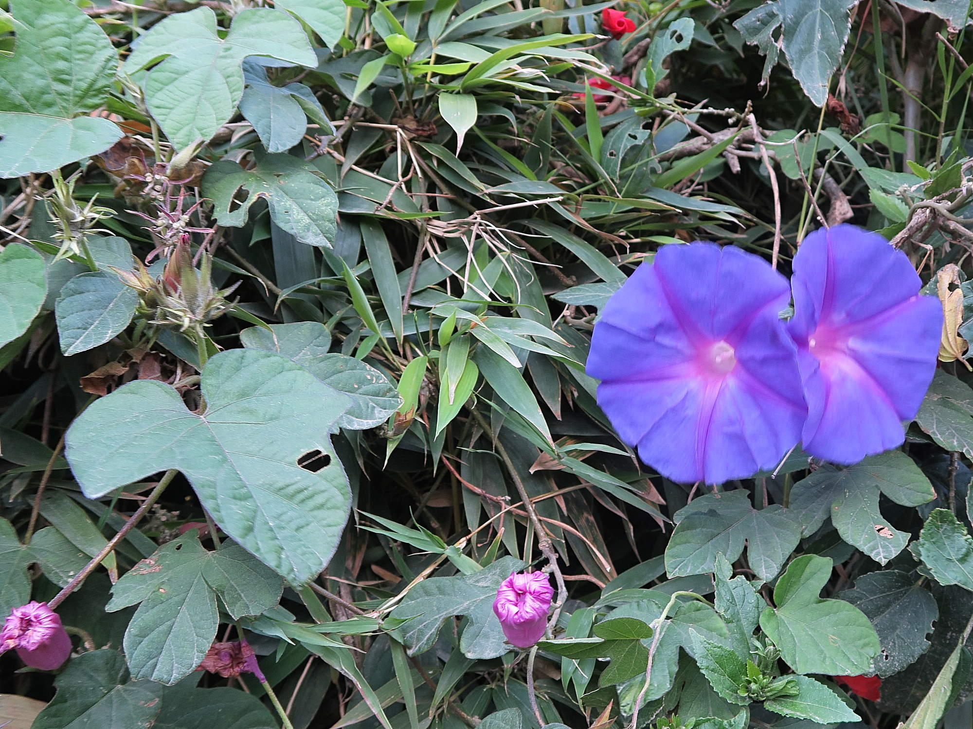 ipomoea_indica5md