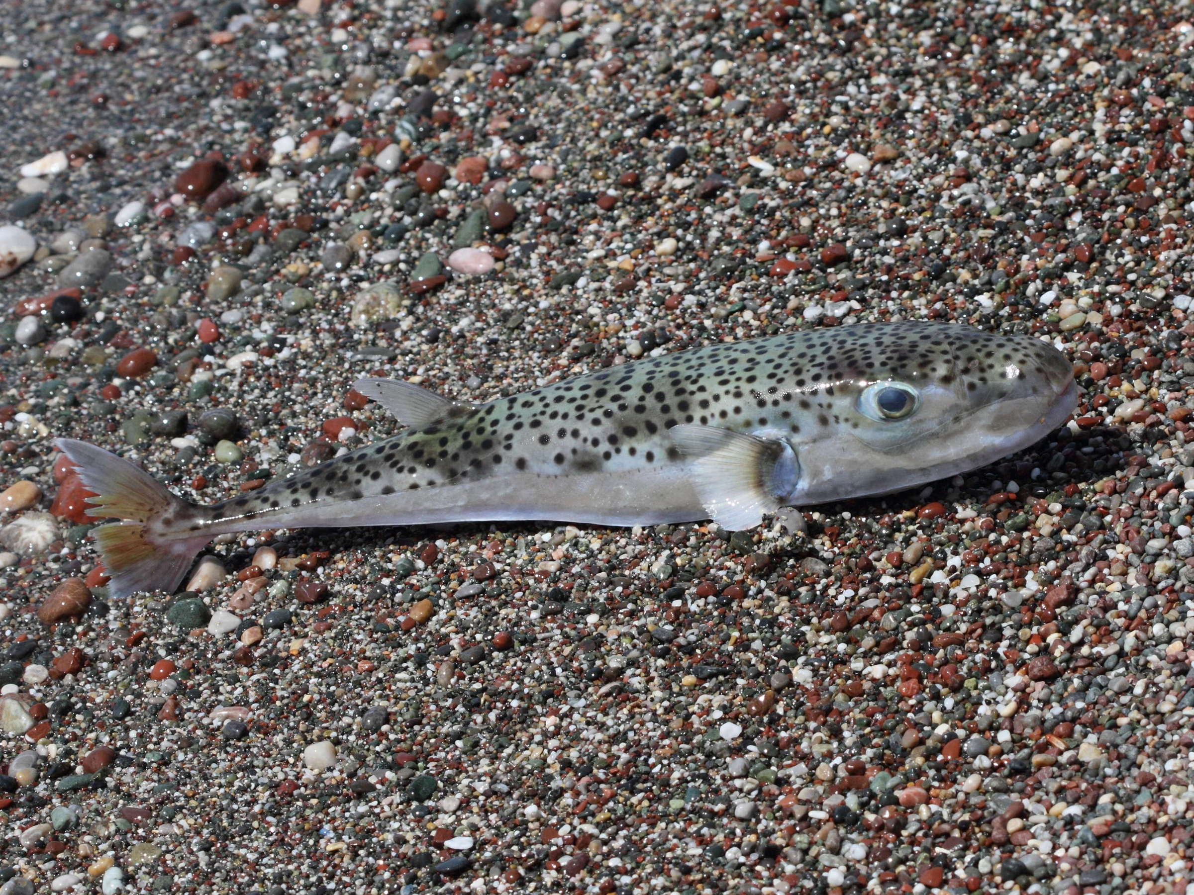 lagocephalus_sceleratus1bd