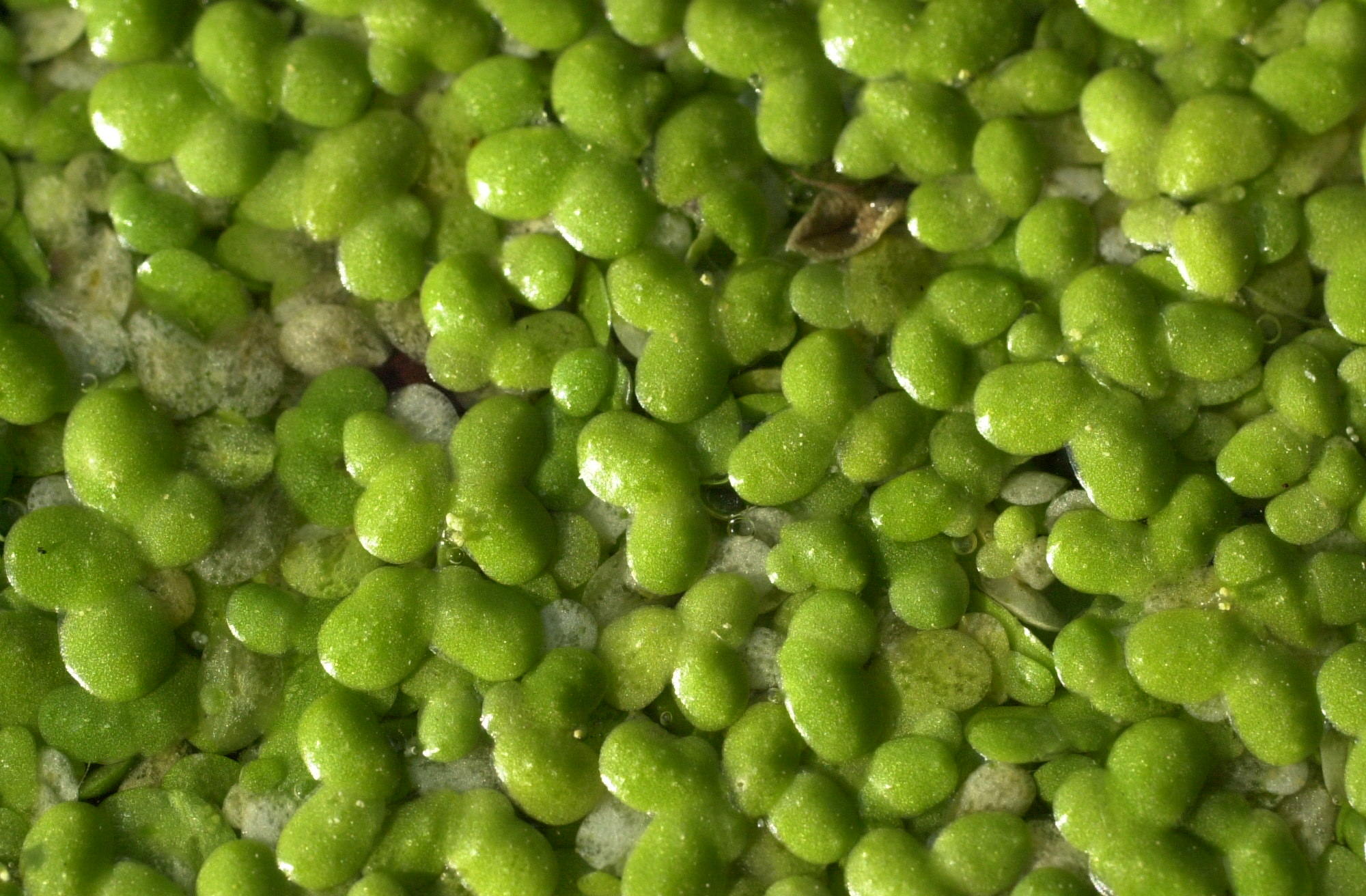 Afficher le média lemna_minor2md lemna_minor2md