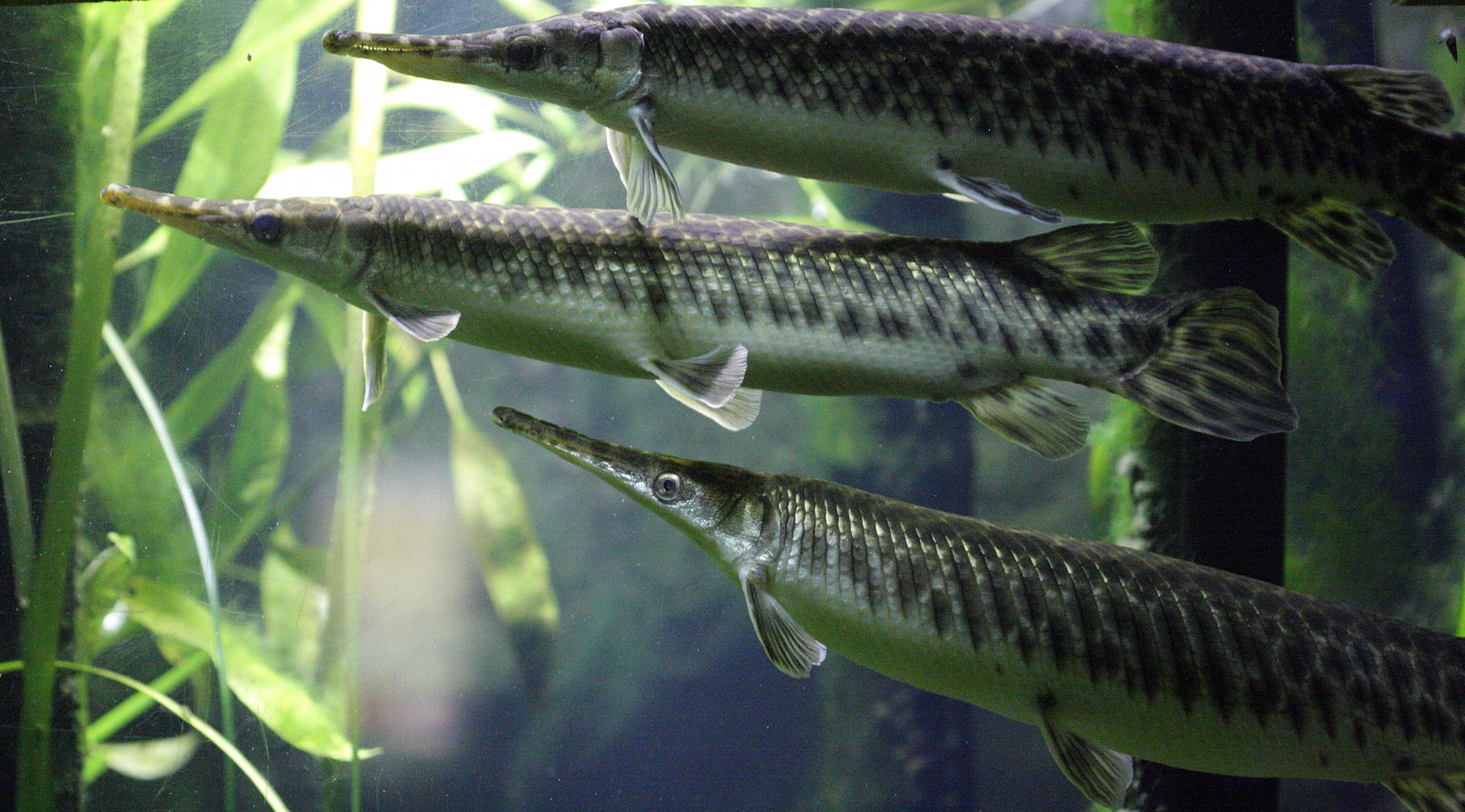 Afficher le média lepisosteus_oculatus3bd lepisosteus_oculatus3bd