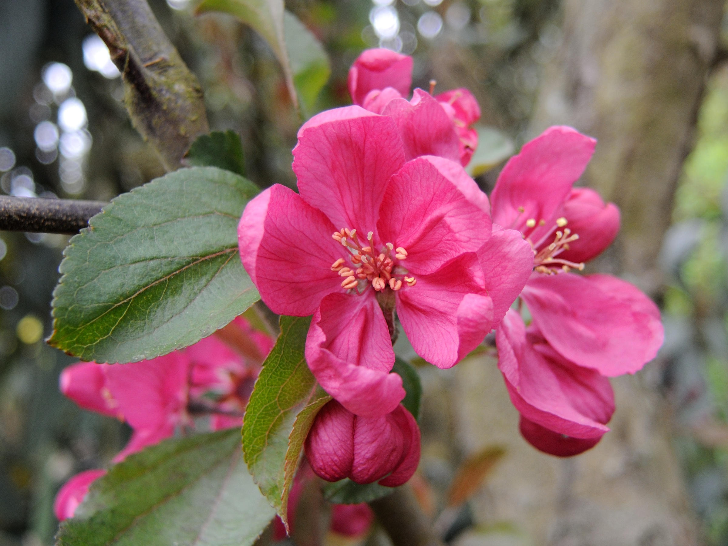 Afficher le média malus_x_purpurea1md malus_x_purpurea1md