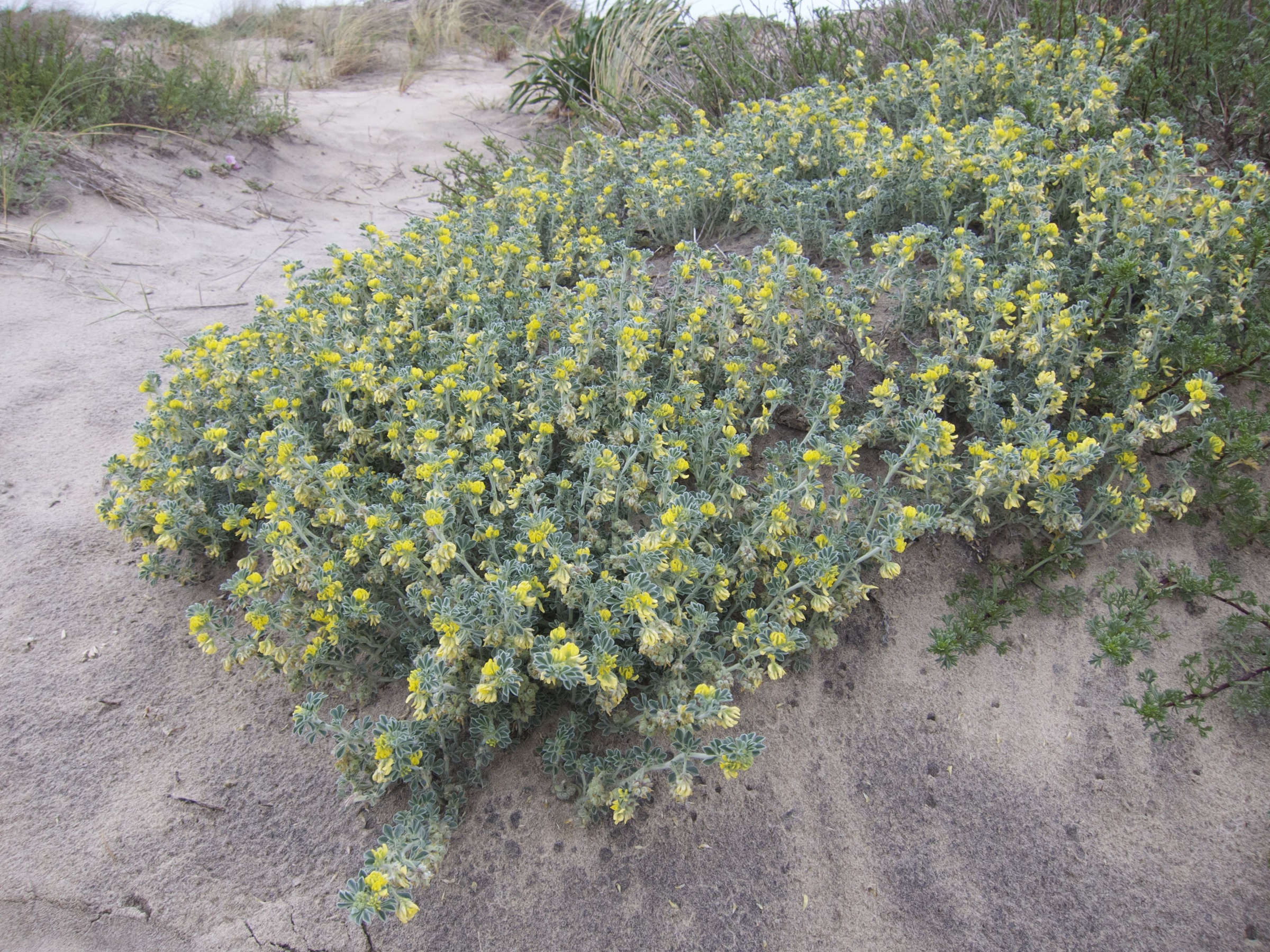 medicago_marina1bd