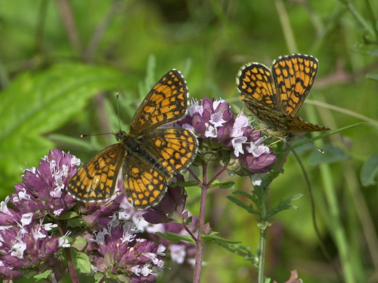 Afficher le média melitaea_athalia2md melitaea_athalia2md