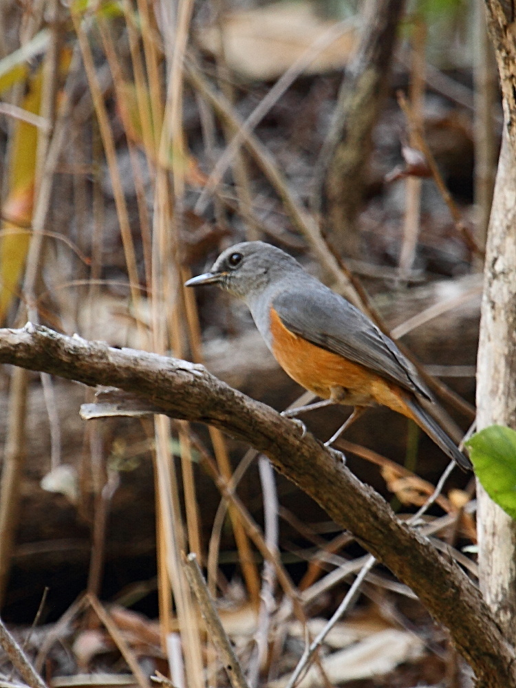 Afficher le média merle_de_benson_-_pseudocossyphus_bensoni3bd merle_de_benson_-_pseudocossyphus_bensoni3bd