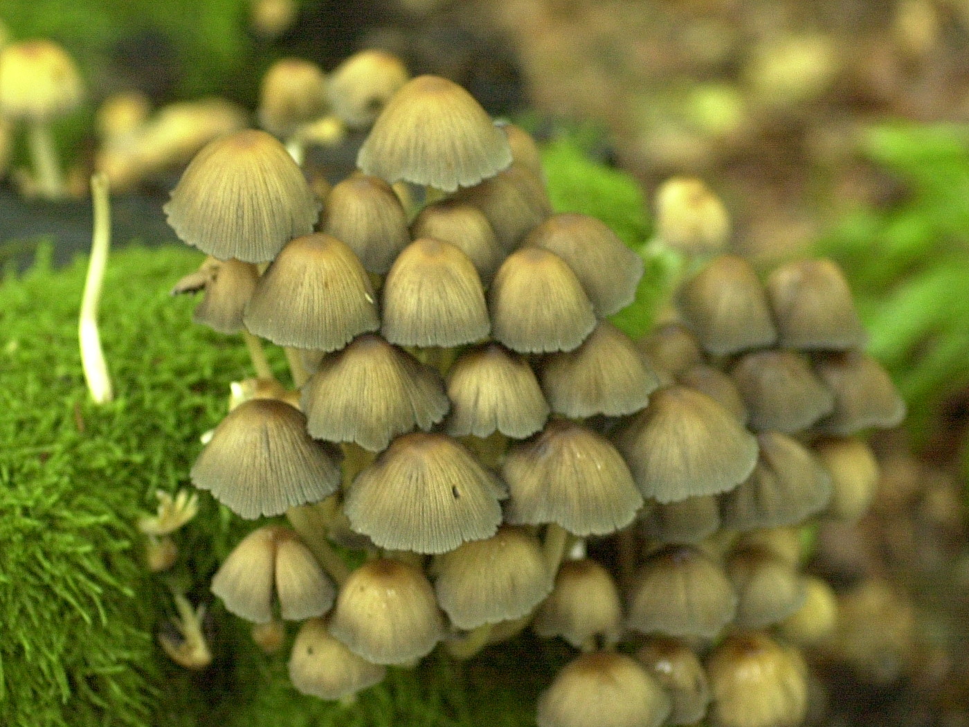 mycena_galericulata2md