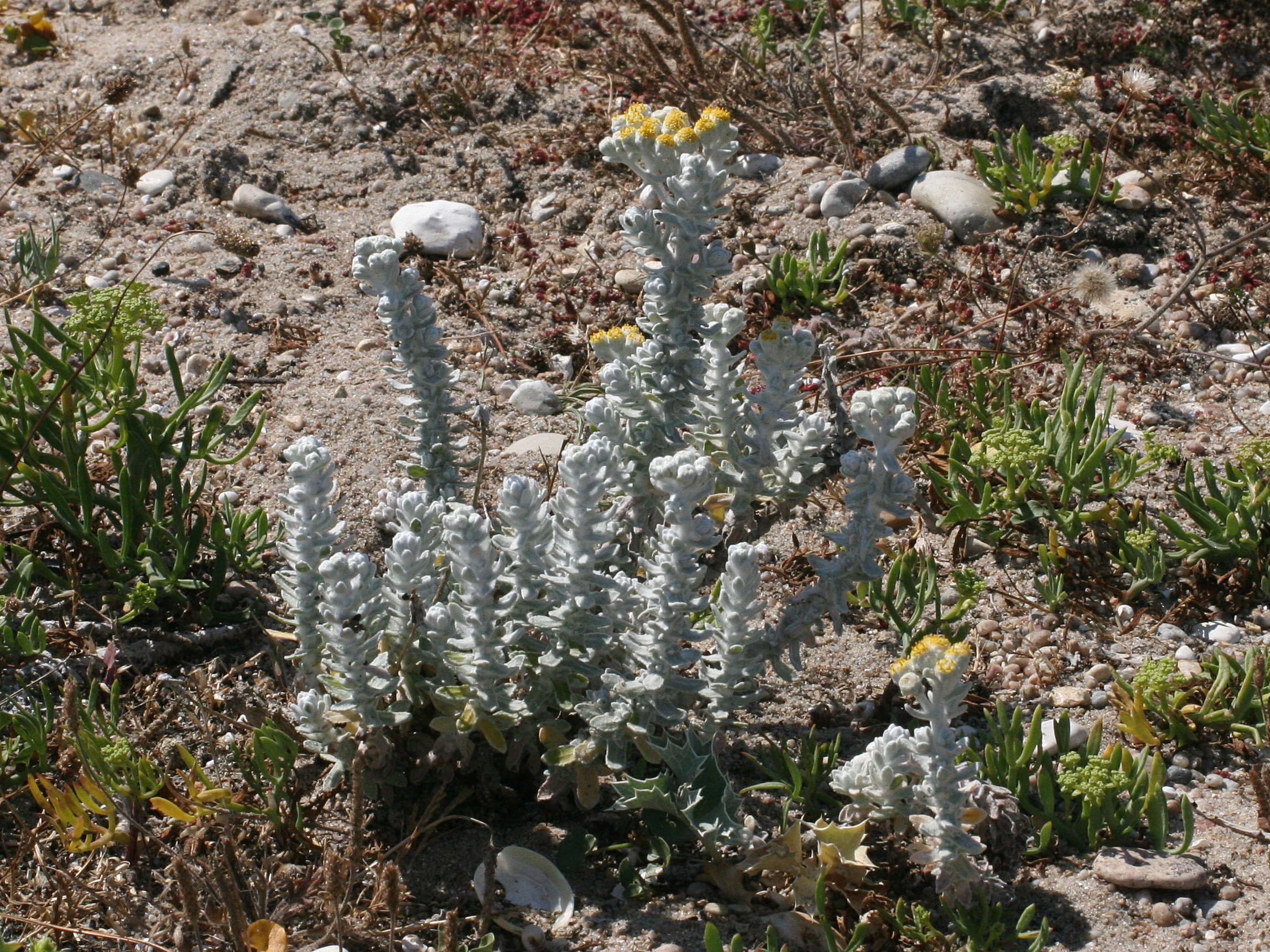 Afficher le média otanthus_maritimus1md otanthus_maritimus1md