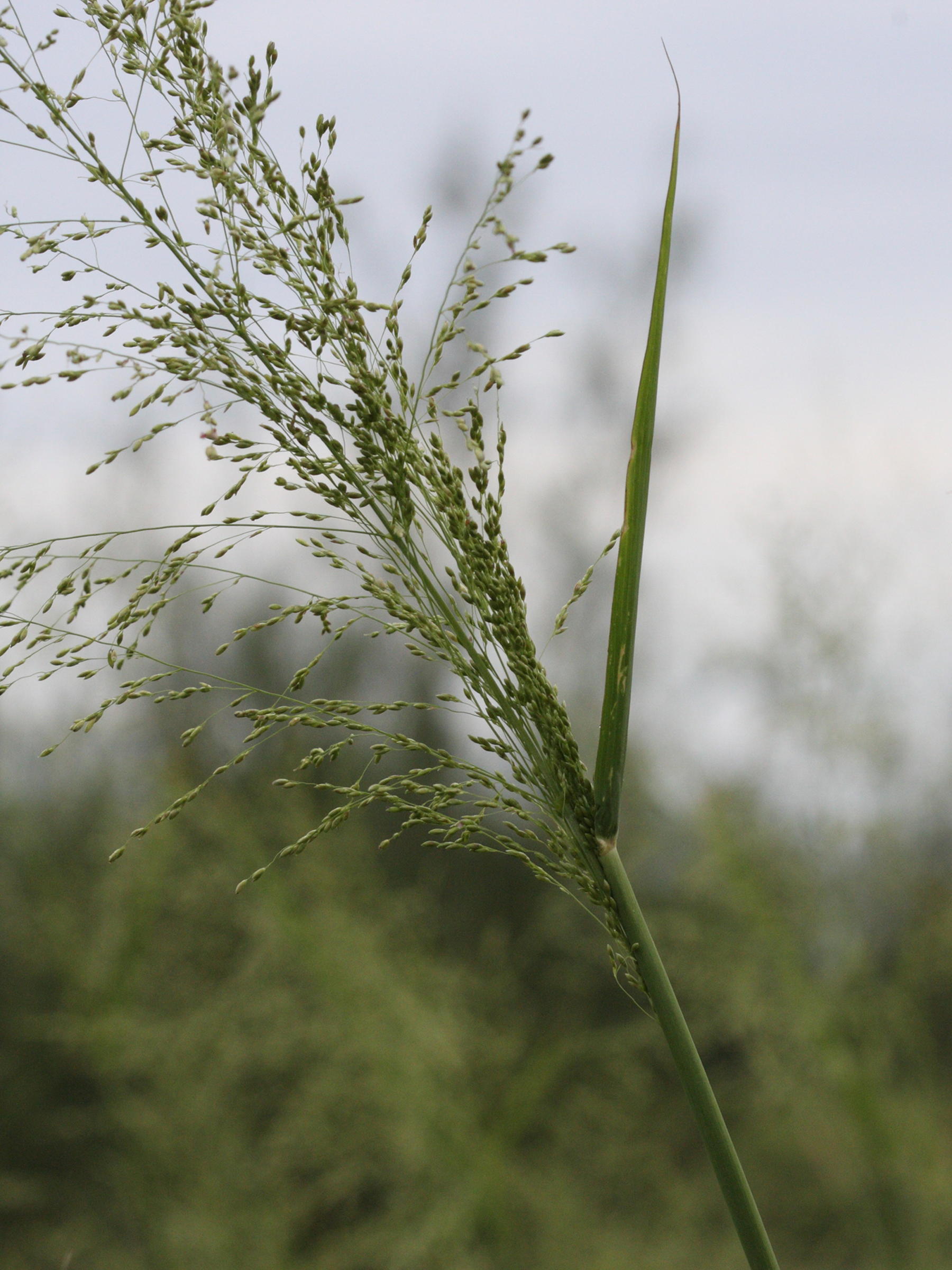 sysbio-base-de-donn-es-de-syst-matique-panicum-maximum-herbe-de-guin-e