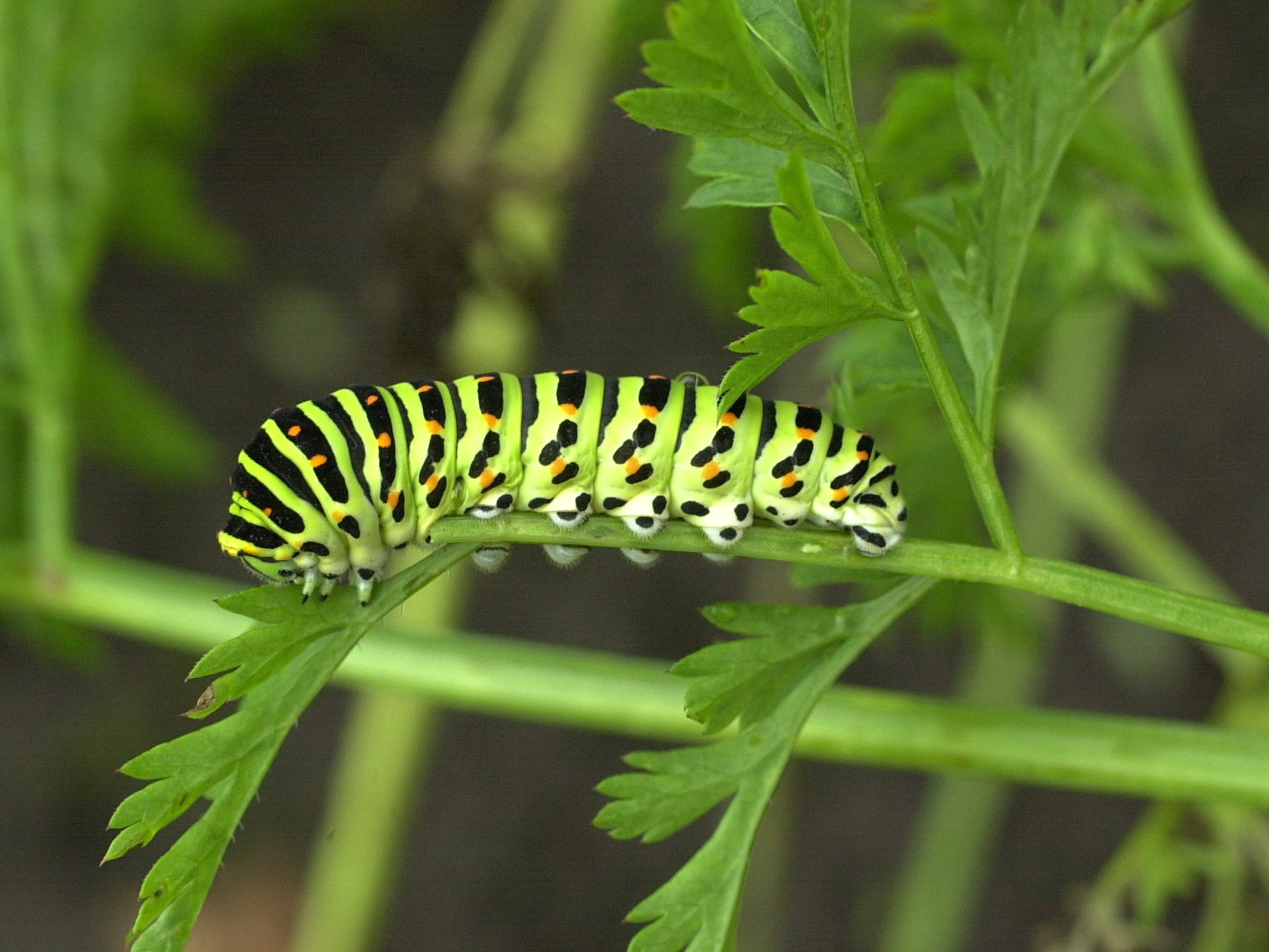 papilio_machaon_ch1md