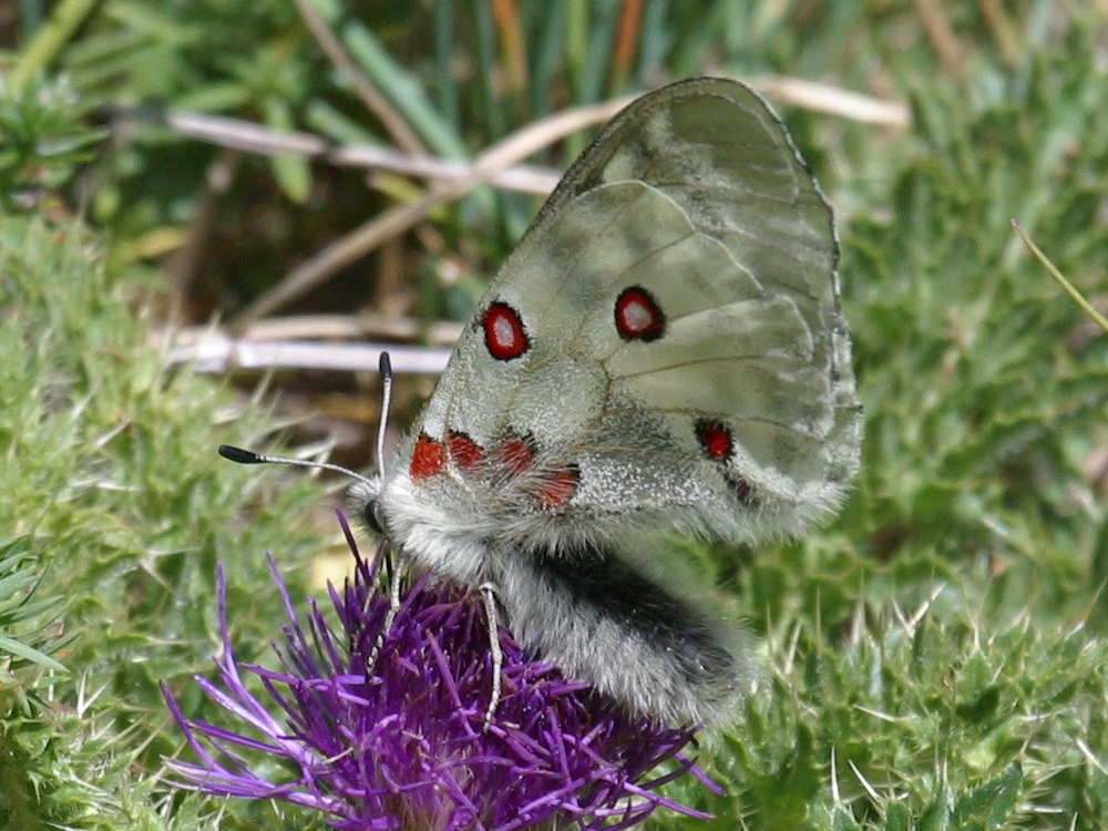 parnassius_apollo3bd