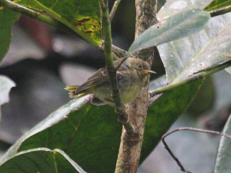 paruline_jaune_-_dendroica_petechia2bd