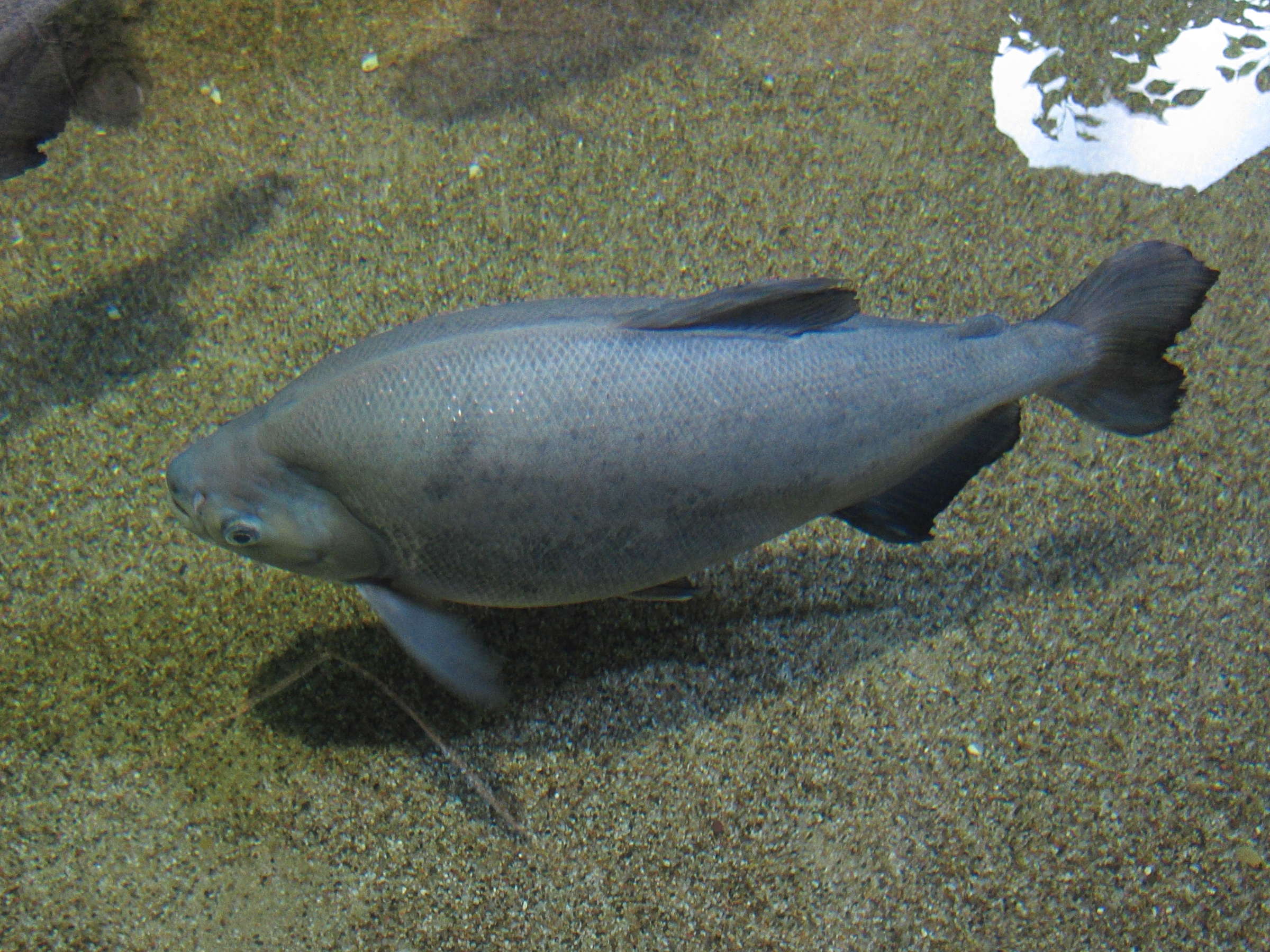 Afficher le média piaractus_brachypomus1bd piaractus_brachypomus1bd