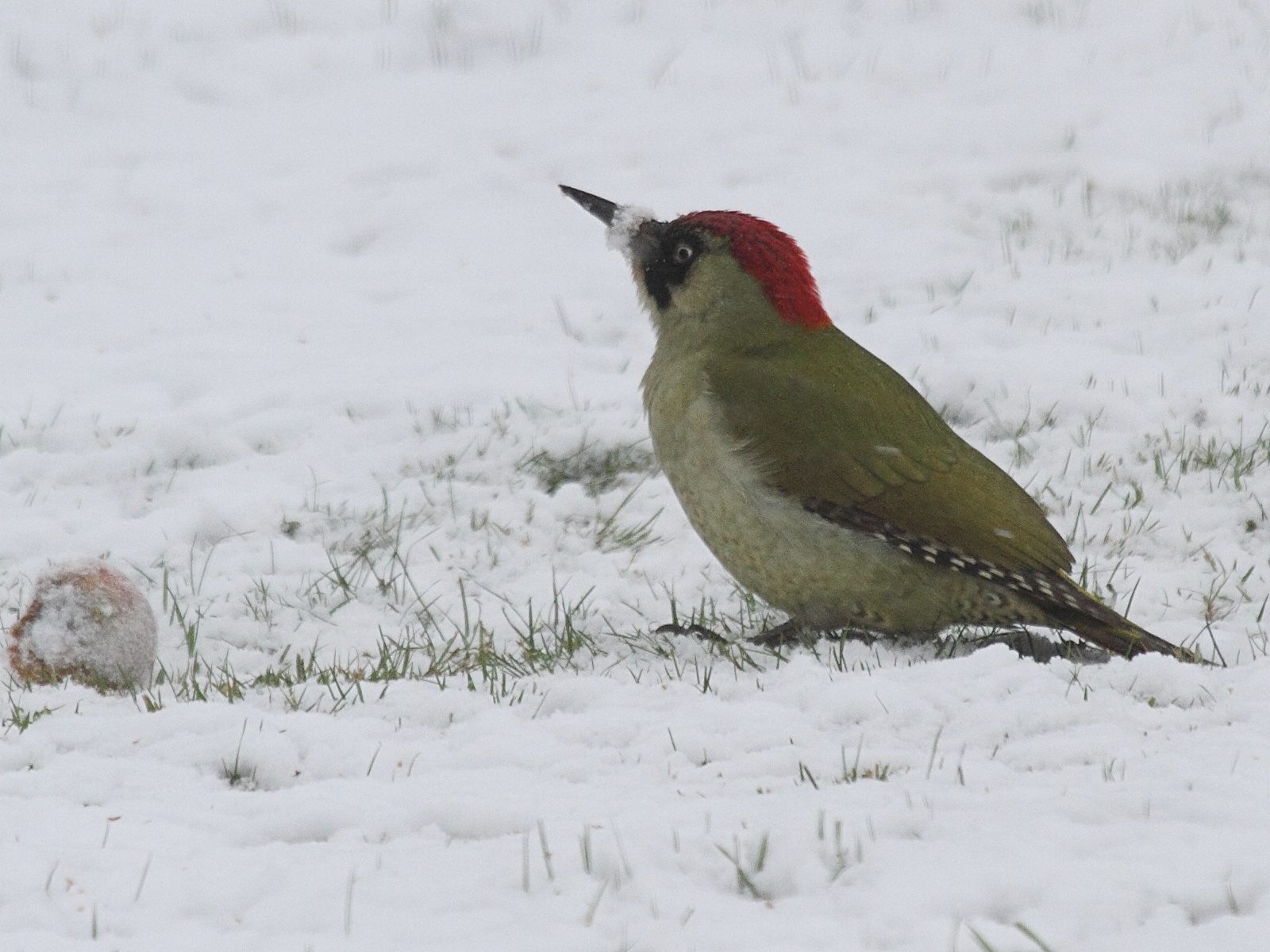 pic_vert_-_picus_viridis7bd