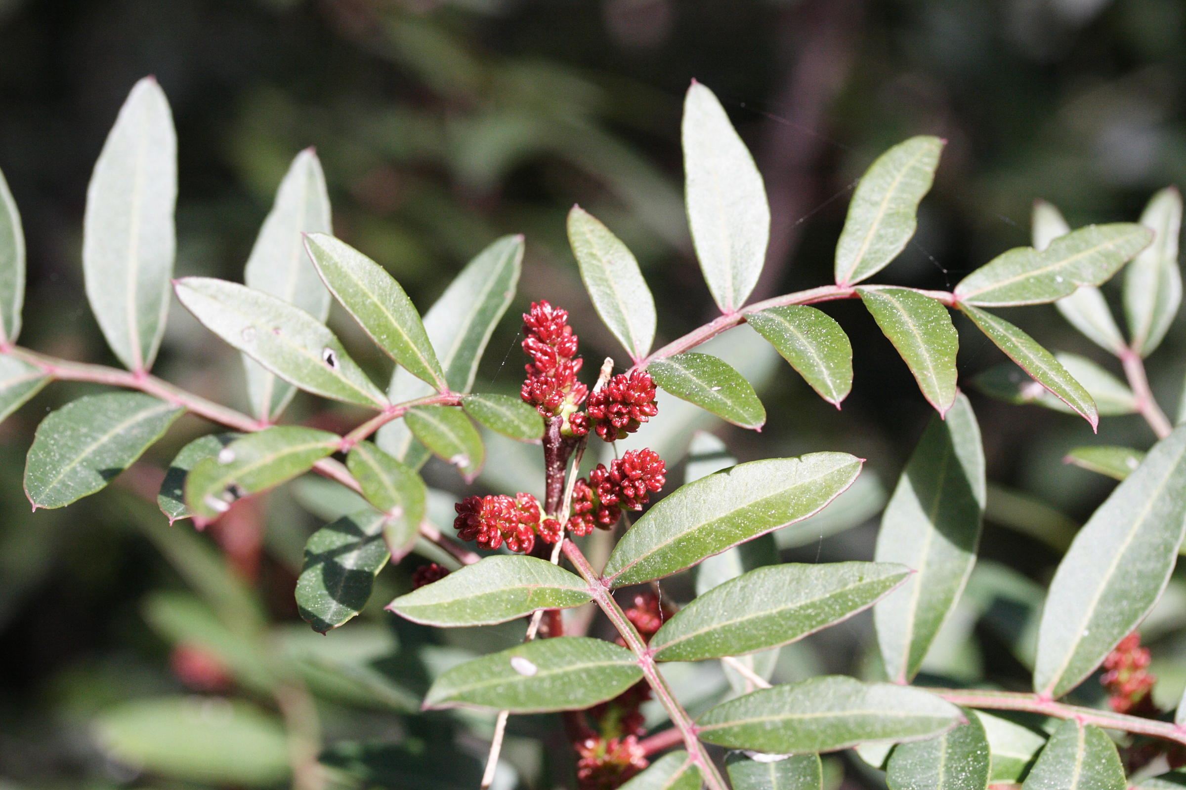 Afficher le média pistacia_lentiscus3md pistacia_lentiscus3md