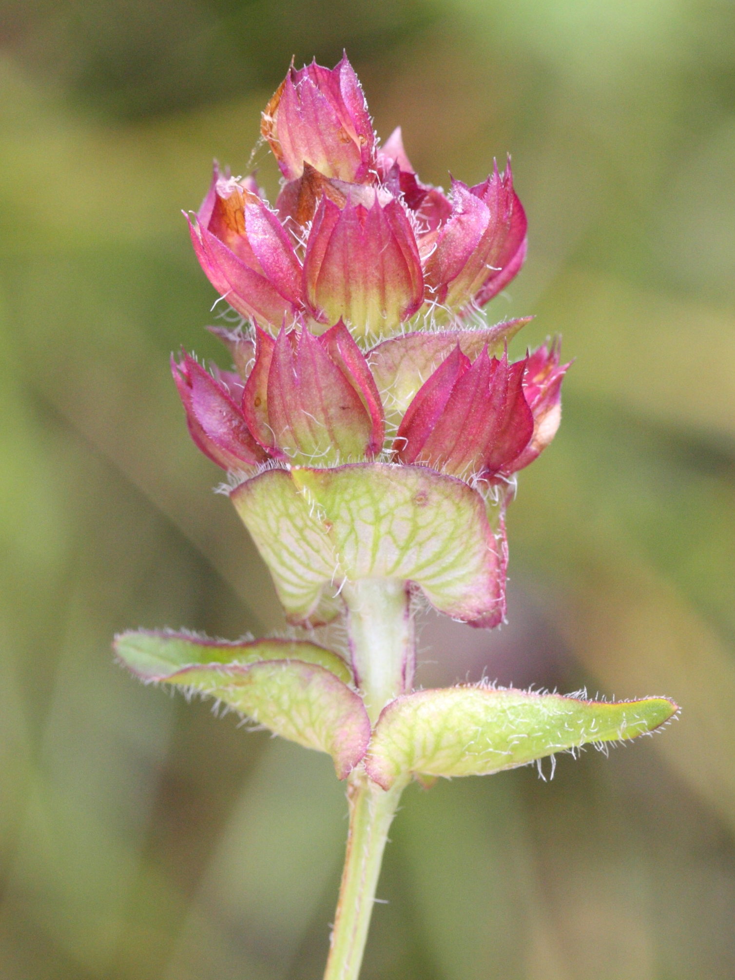 prunella_vulgaris6md