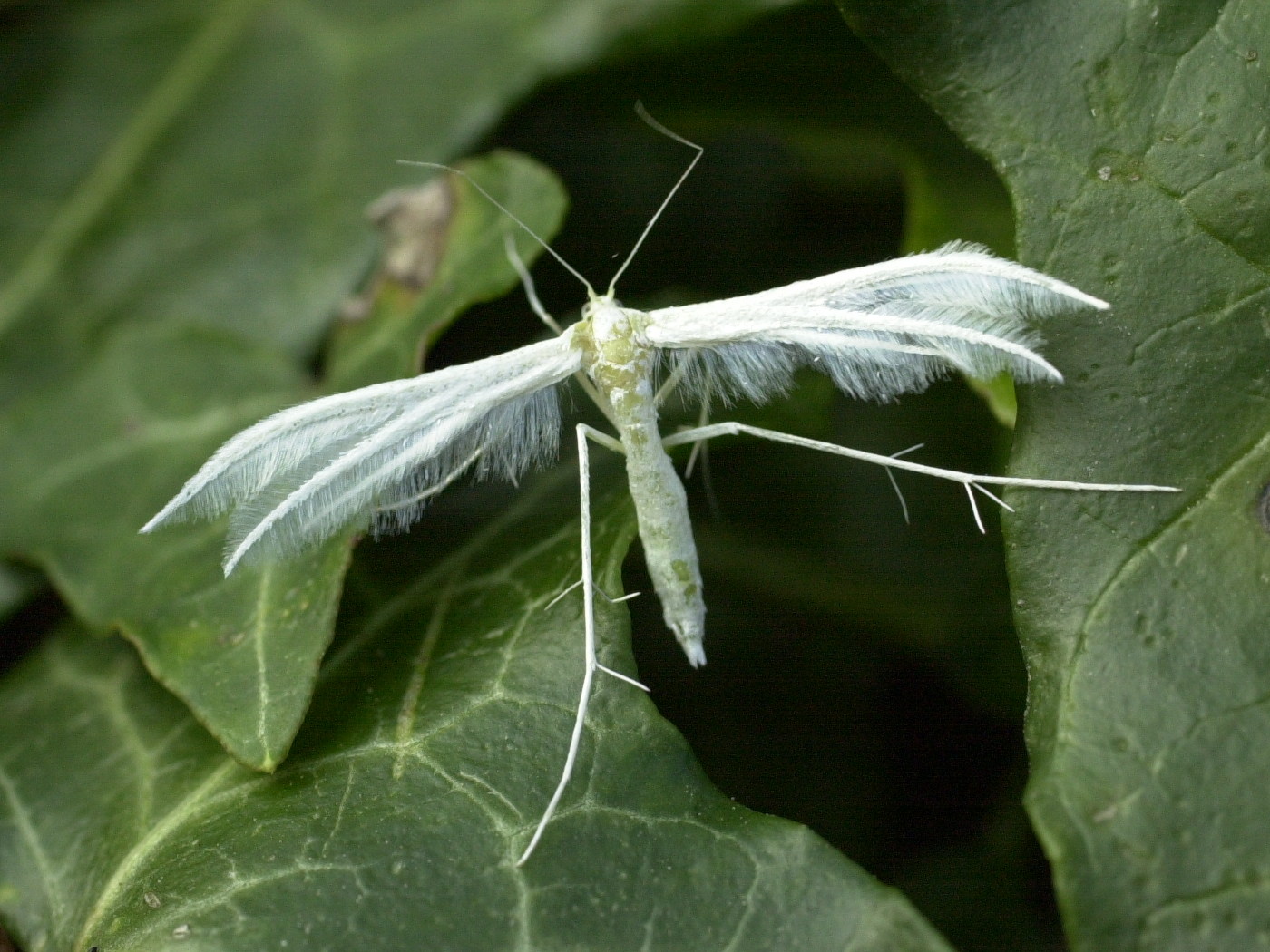Afficher le média pterophorus_pentadactylus2md pterophorus_pentadactylus2md