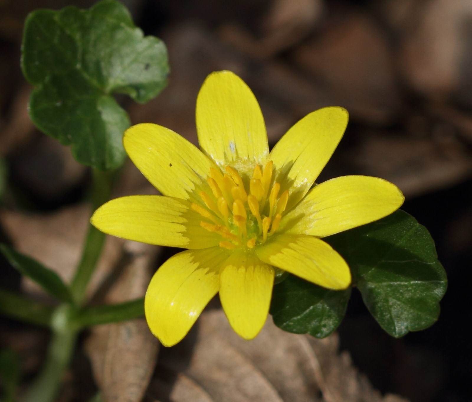 ranunculus_ficaria2bd