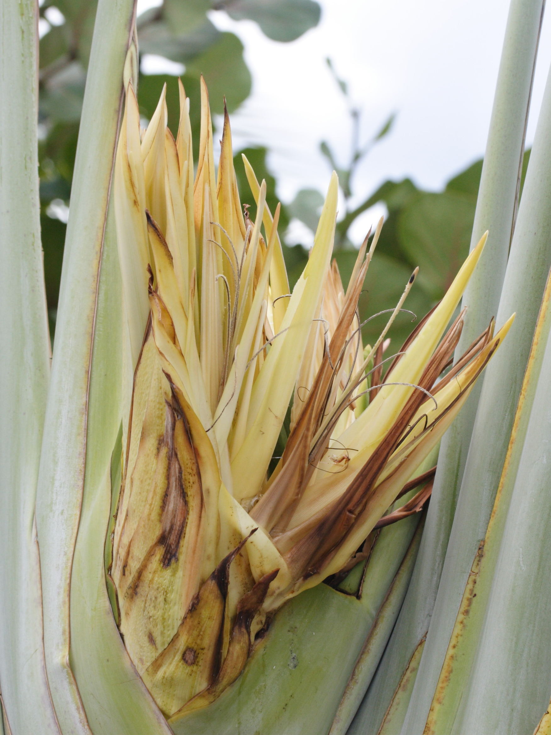 ravenala_madagascariensis6md