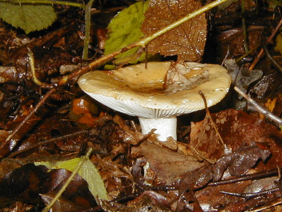 Afficher le média russula_ochroleuca2bd russula_ochroleuca2bd